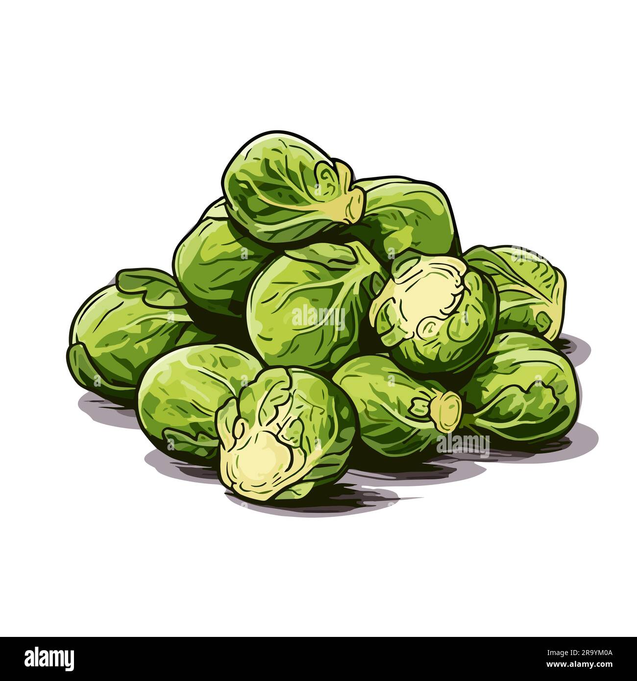 Brussel sprouts. Brussel sprouts handdrawn illustration. Vector doodle