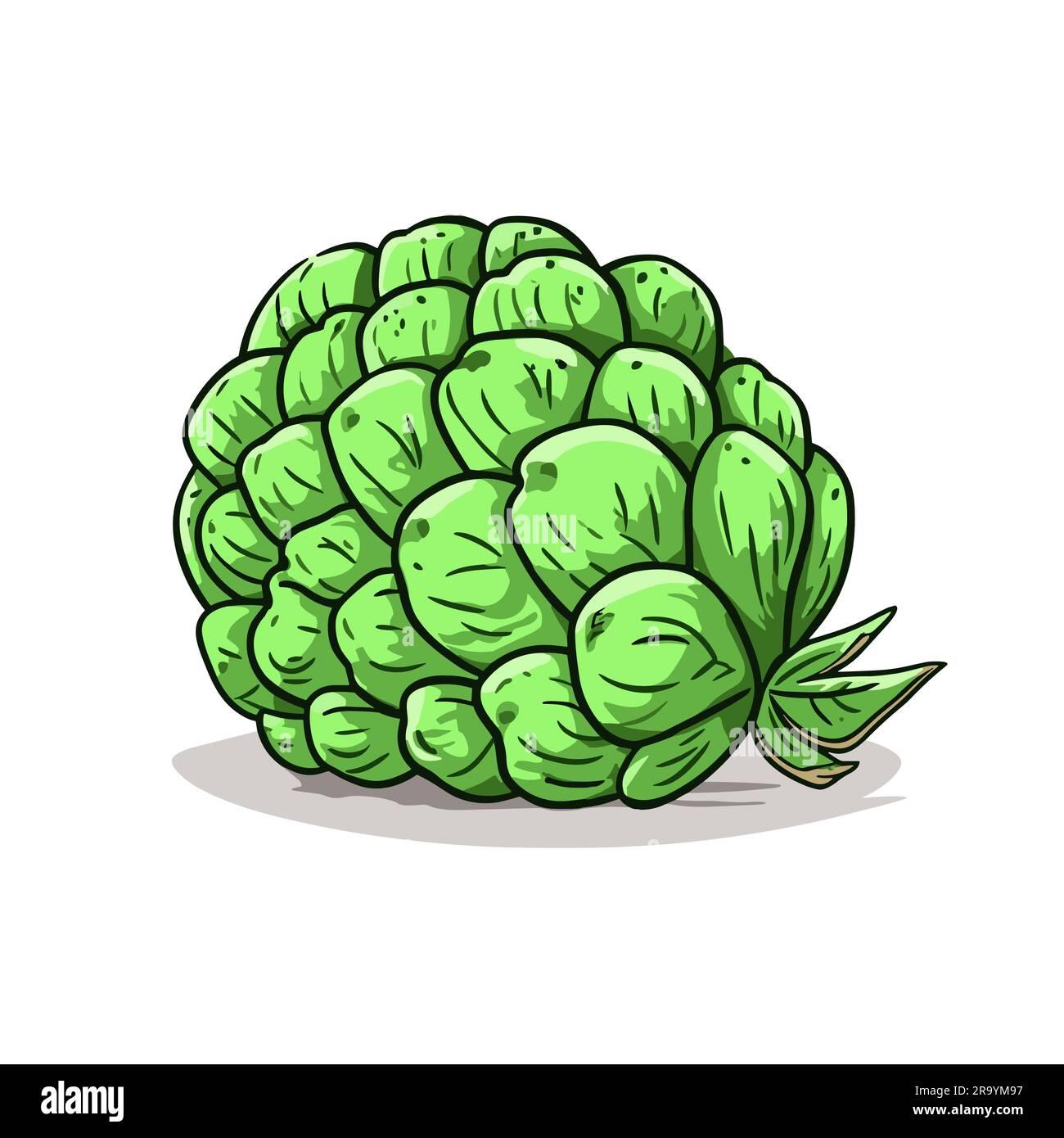 Custard apple. Custard apple handdrawn illustration. Vector doodle