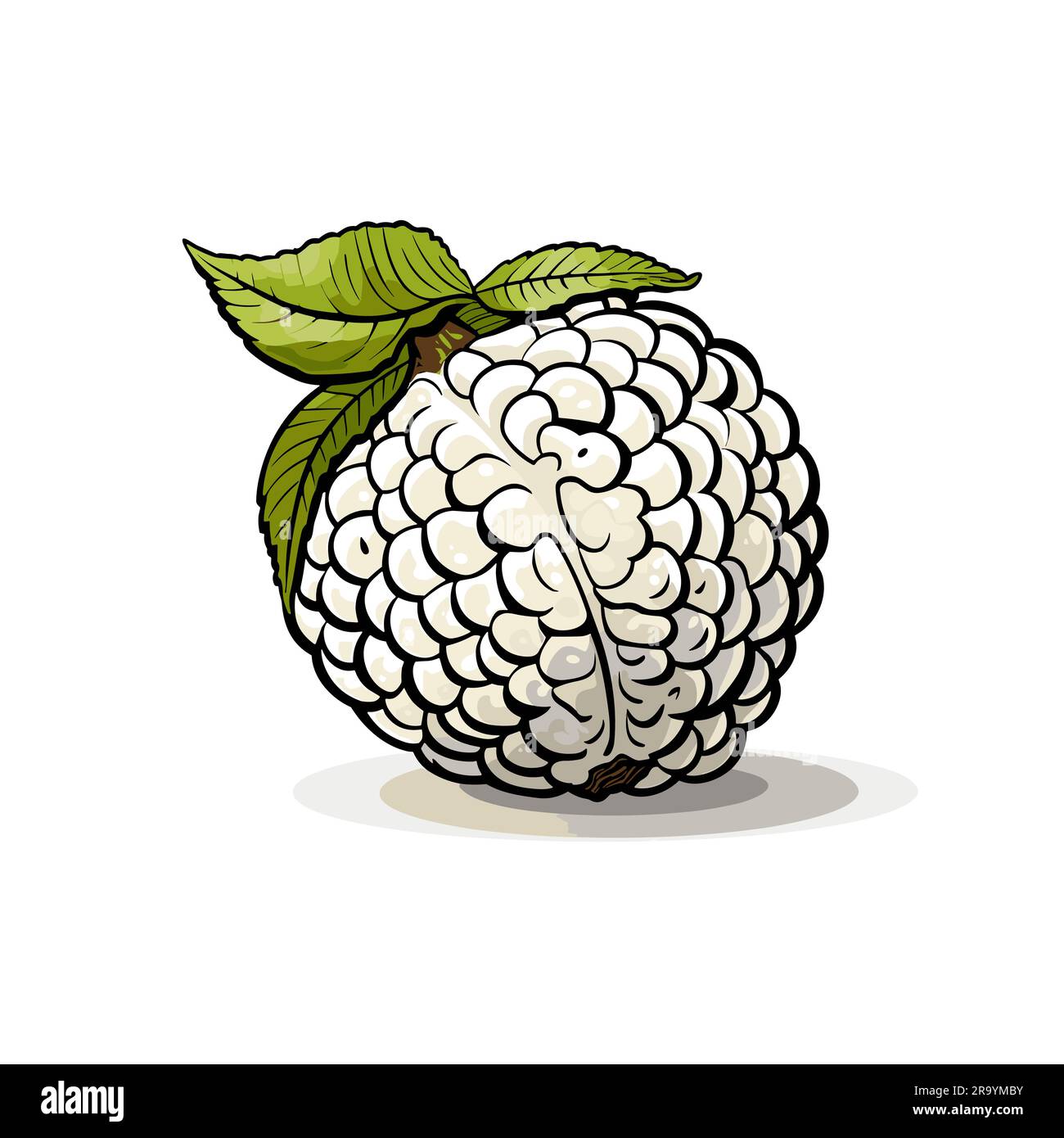 Custard apple. Custard apple handdrawn illustration. Vector doodle