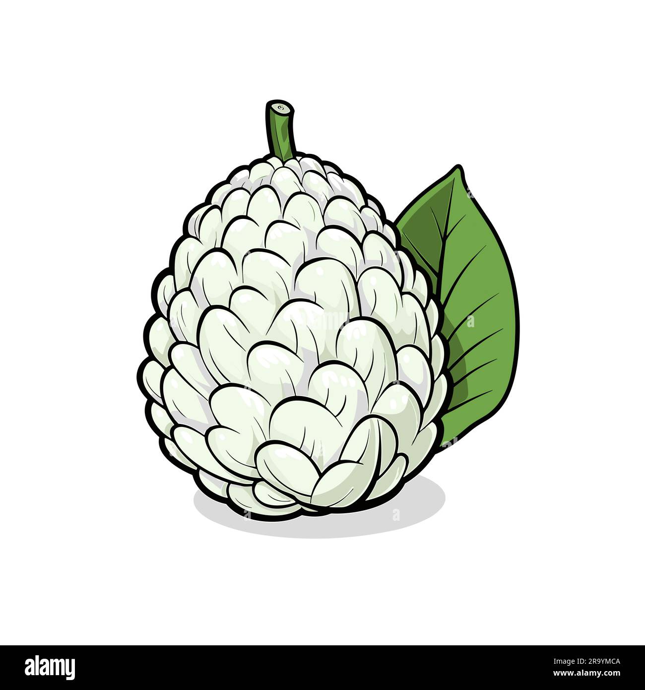 Custard apple. Custard apple handdrawn illustration. Vector doodle