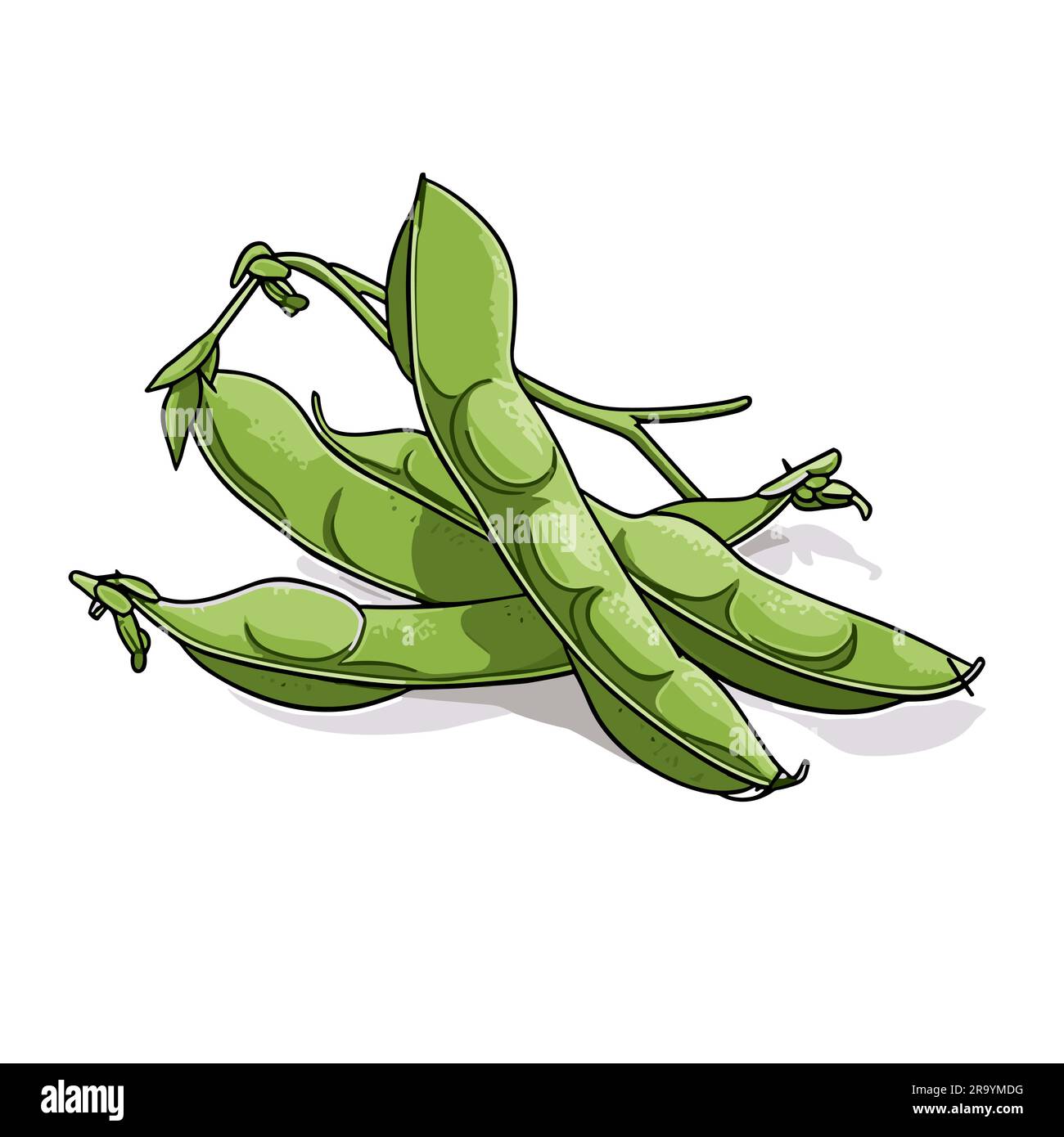 Edamame. Edamame handdrawn illustration. Vector doodle style cartoon
