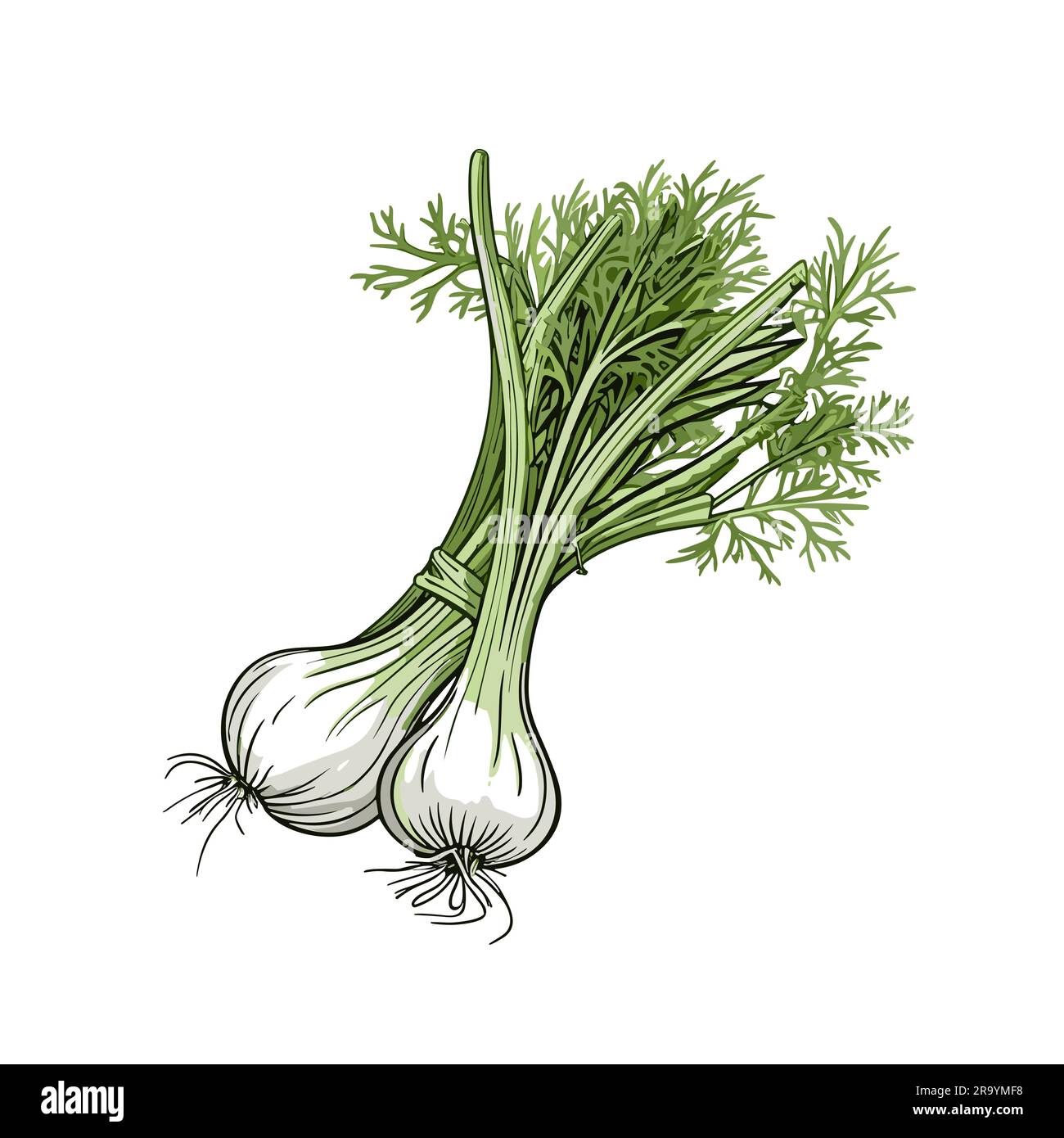Fennel. Fennel handdrawn illustration. Vector doodle style cartoon