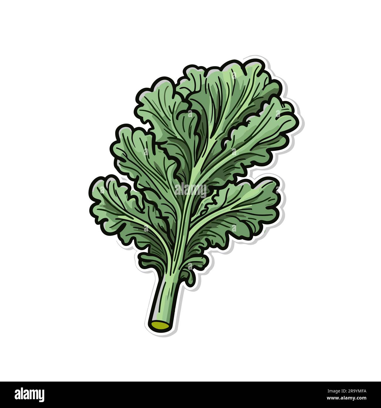 Kale. Kale handdrawn illustration. Vector doodle style cartoon illustration Stock Vector Image