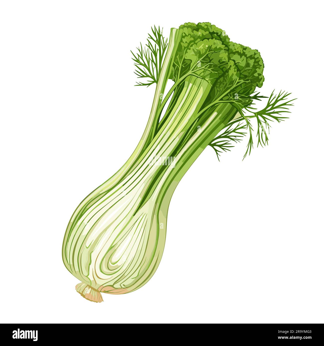 Fennel. Fennel handdrawn illustration. Vector doodle style cartoon