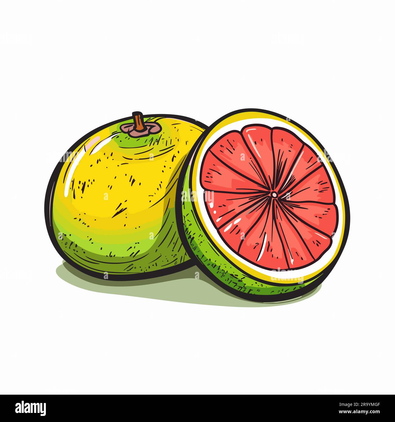 Grapefruit. Grapefruit handdrawn illustration. Vector doodle style