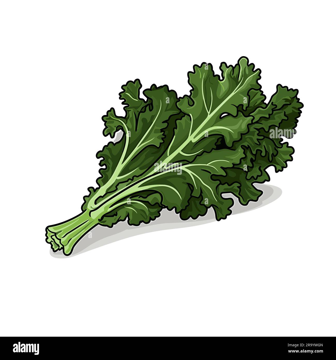 Kale. Kale handdrawn illustration. Vector doodle style cartoon