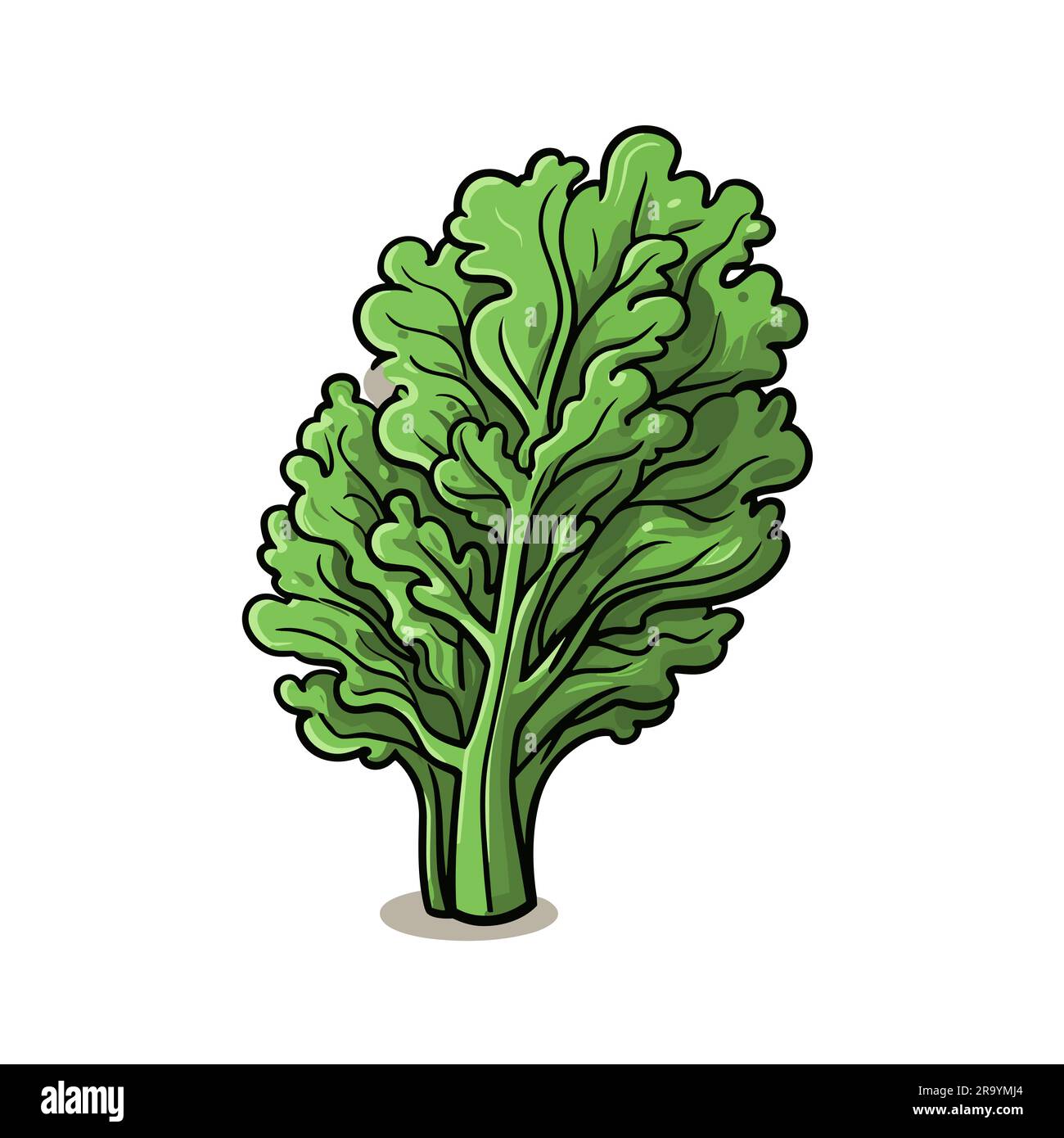 Kale. Kale handdrawn illustration. Vector doodle style cartoon