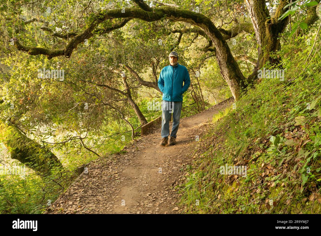 Man walking towards the viewer on a trail through woods of enchanted oak trees with curved bough and green shrub, wearing jacket, jeans and a cap Stock Photo