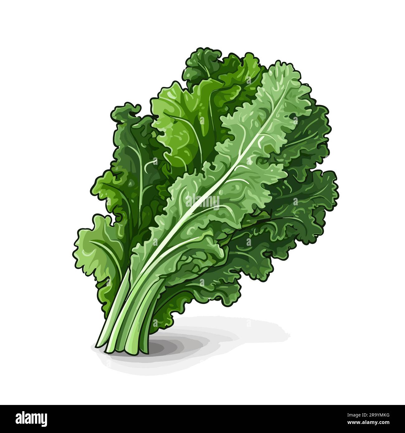 Kale. Kale handdrawn illustration. Vector doodle style cartoon