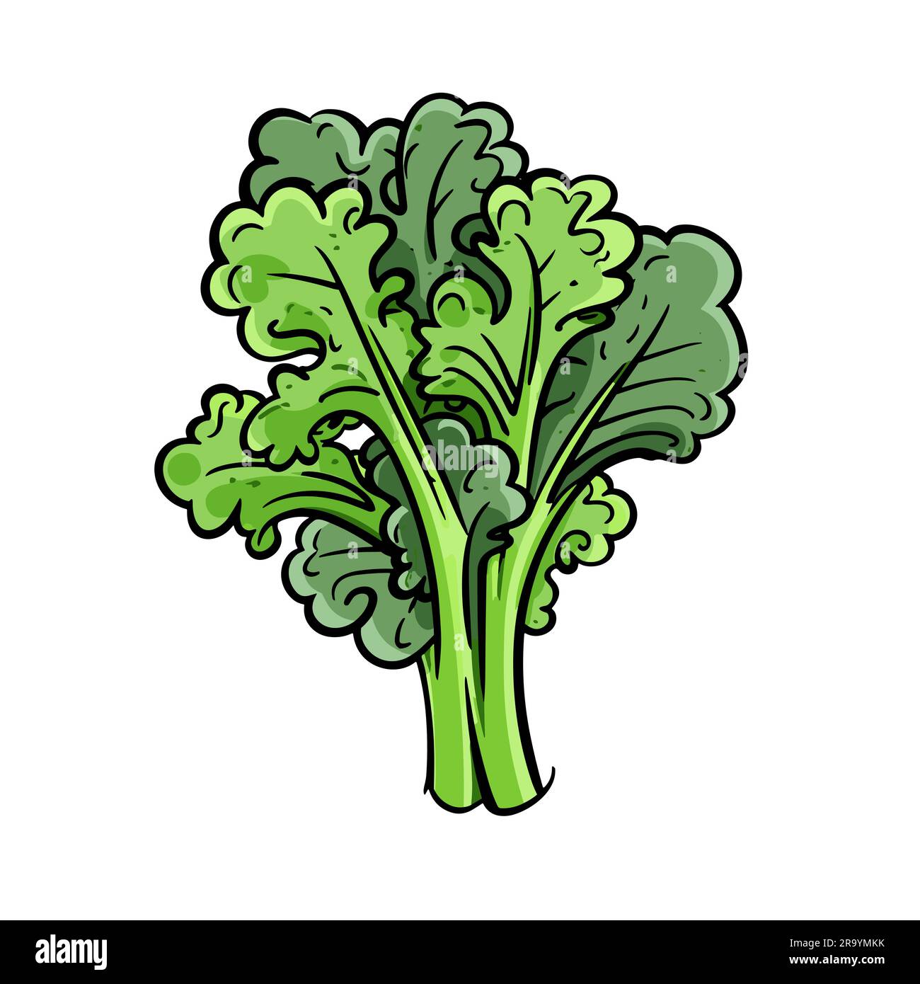 Kale. Kale handdrawn illustration. Vector doodle style cartoon
