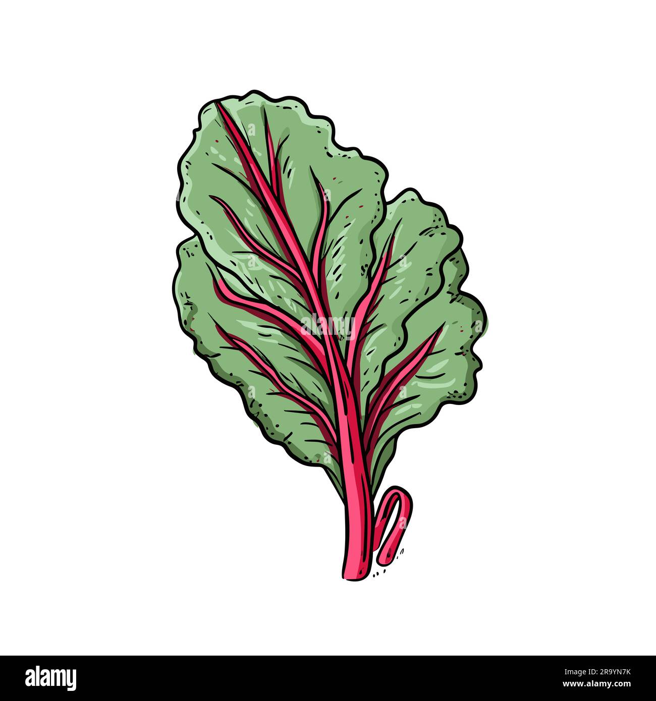 Swiss chard. Swiss chard handdrawn illustration. Vector doodle style