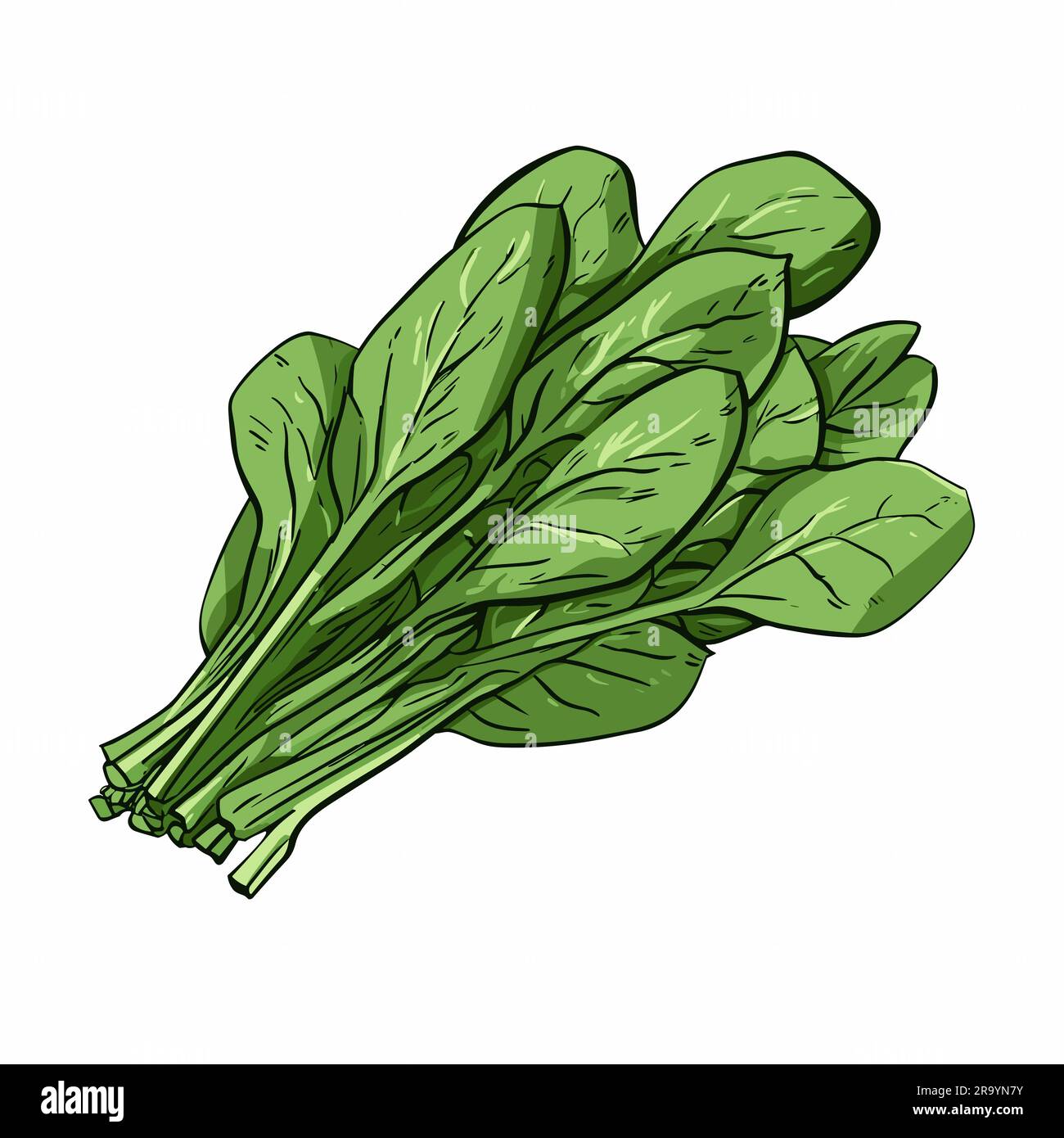 Spinach. Spinach hand-drawn illustration. Vector doodle style cartoon  illustration Stock Vector Image & Art - Alamy