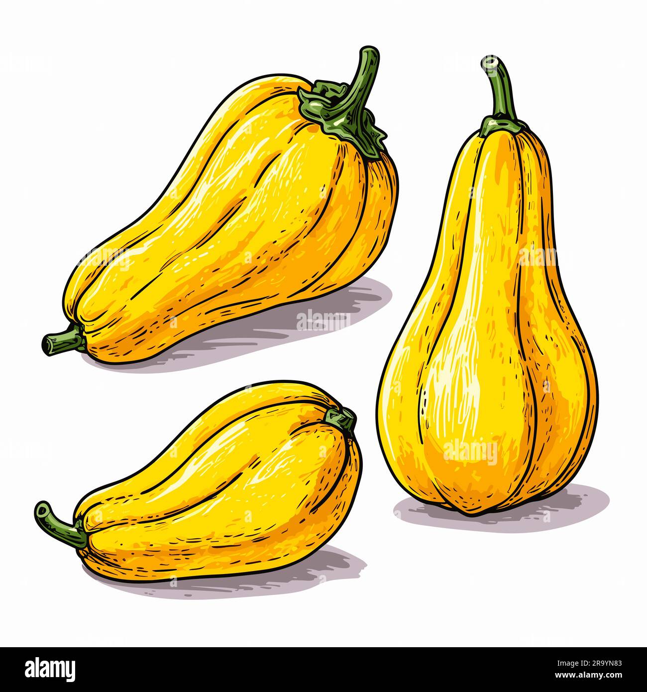 Squash. Squash handdrawn illustration. Vector doodle style cartoon