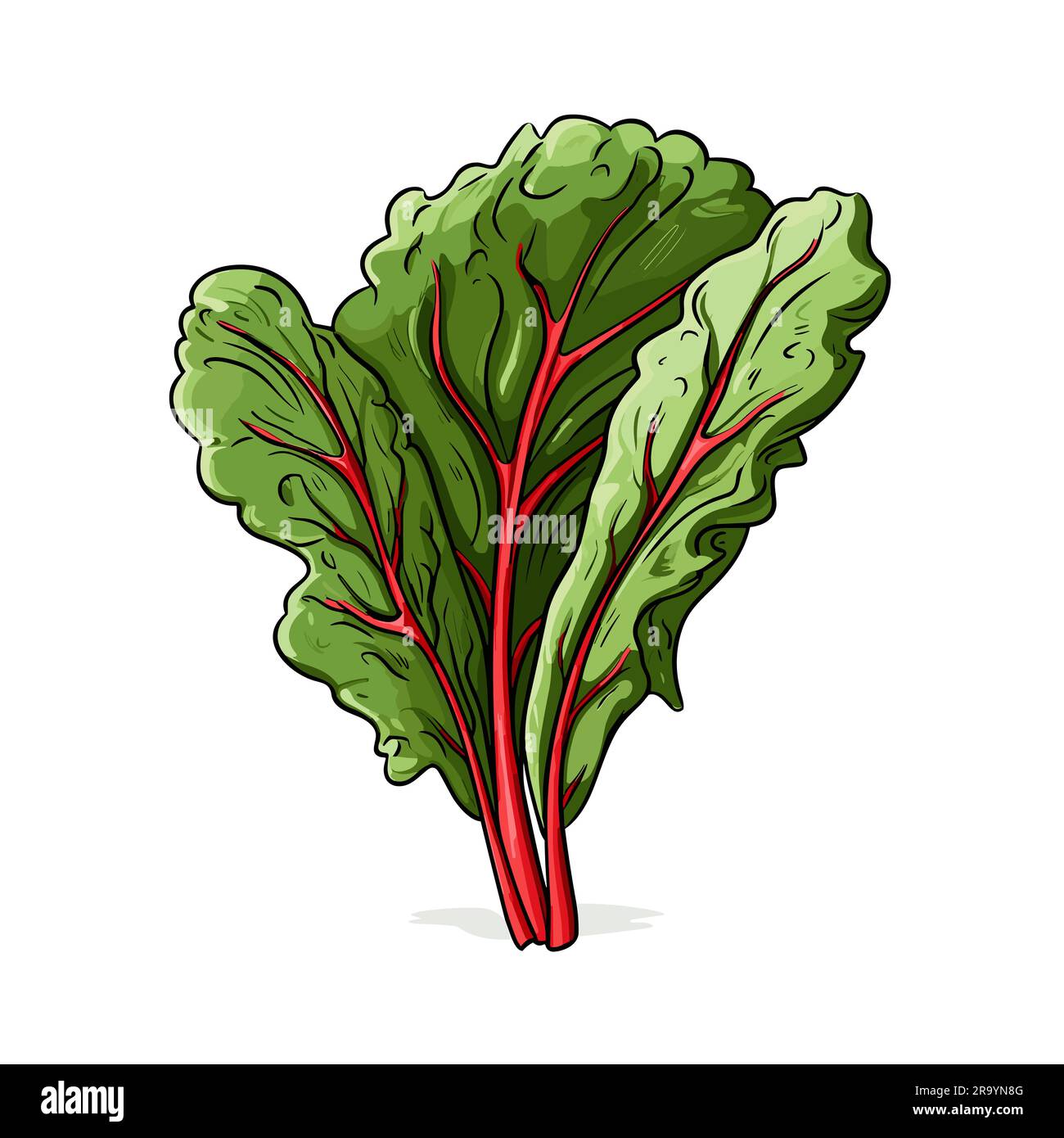 Swiss chard. Swiss chard handdrawn illustration. Vector doodle style