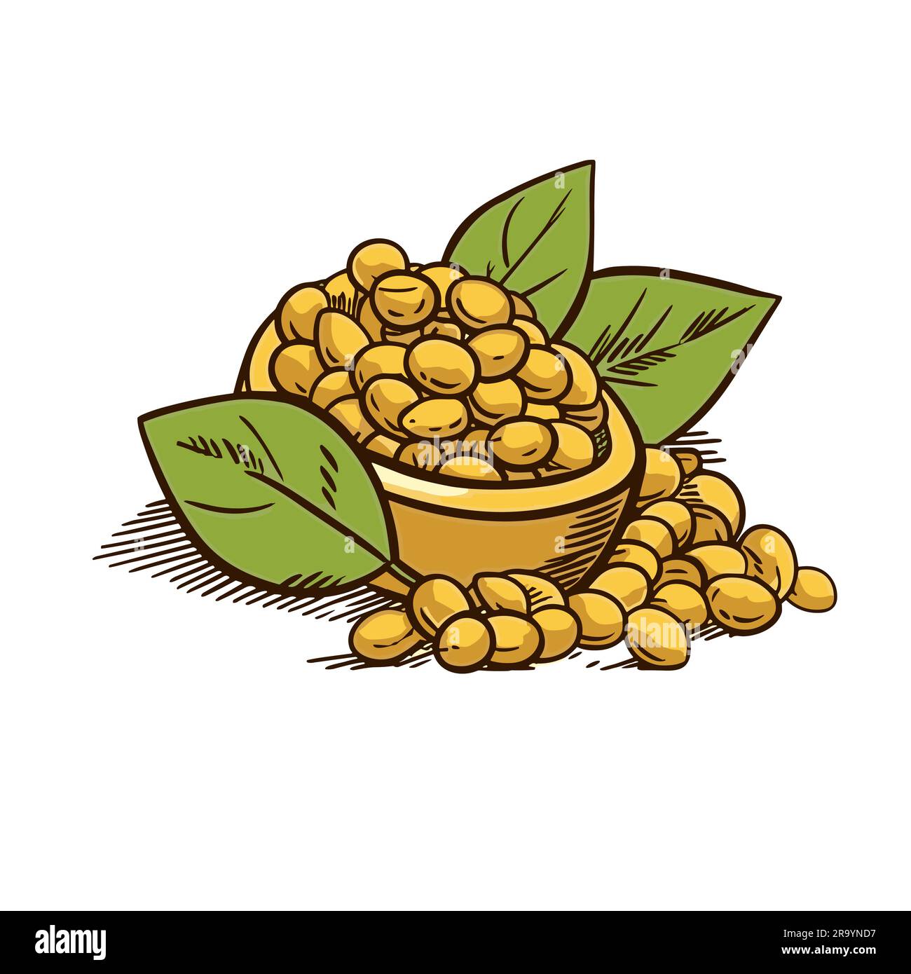 Soybeans. Soybeans hand-drawn illustration. Vector doodle style cartoon  illustration Stock Vector Image & Art - Alamy