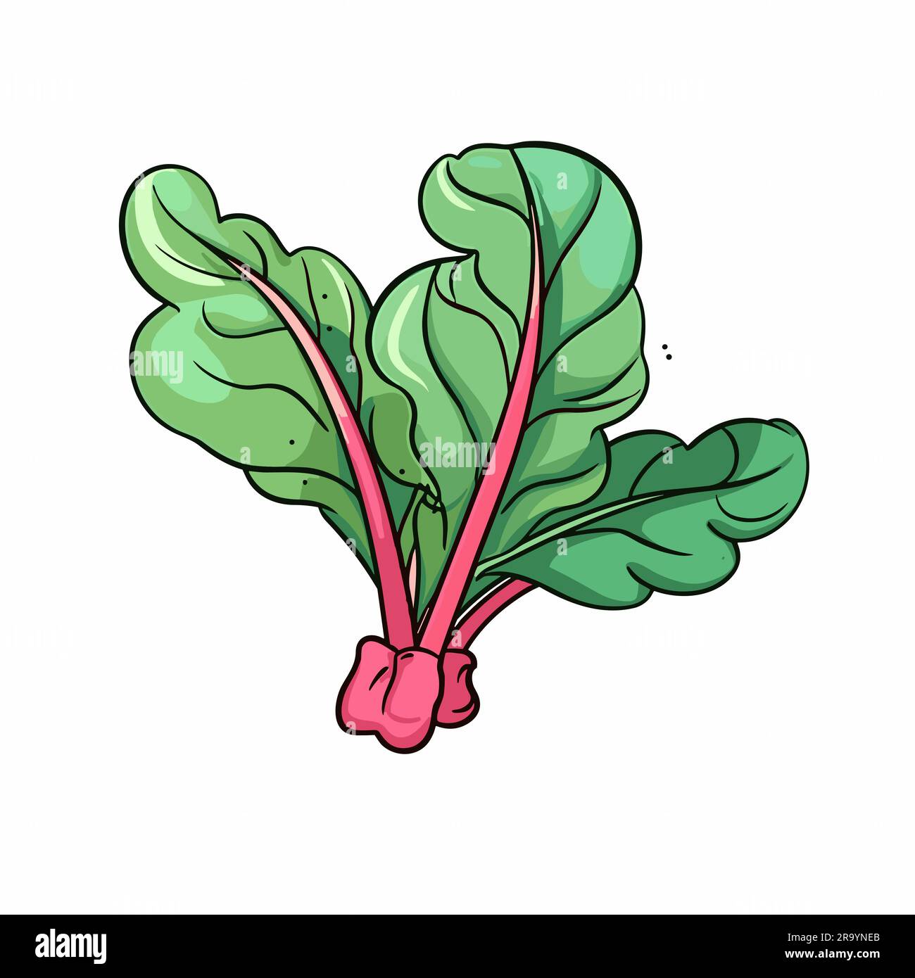 Swiss chard. Swiss chard handdrawn illustration. Vector doodle style