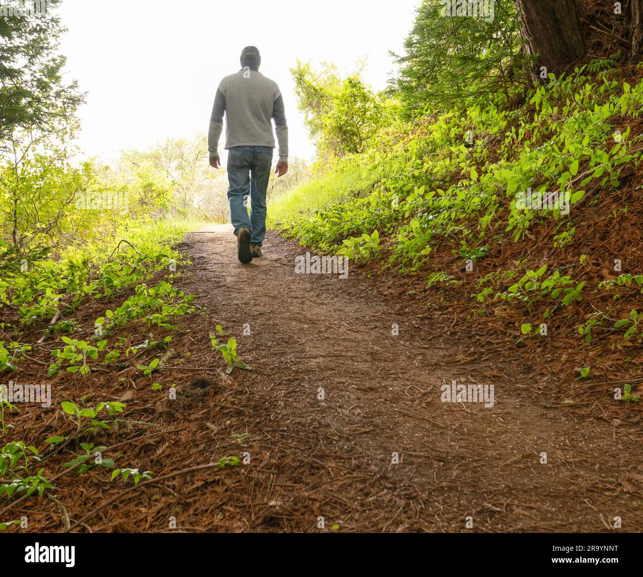 Man walking away on a trail through the woods towards a bright lit area with green shrub and trees on either side, Wearing jeans and a cap. Stock Photo