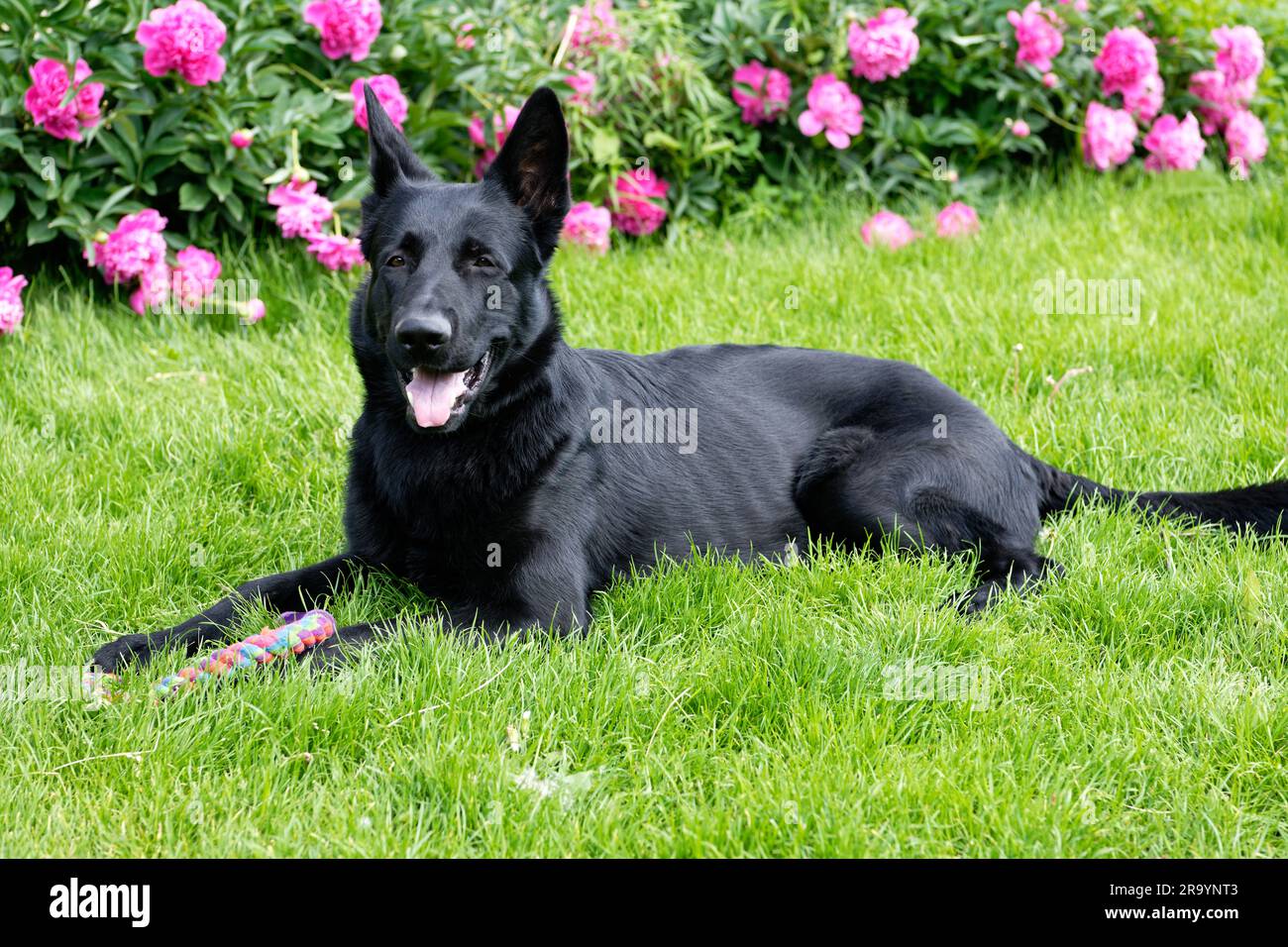 Black German shepherd on a green grass field Stock Photo