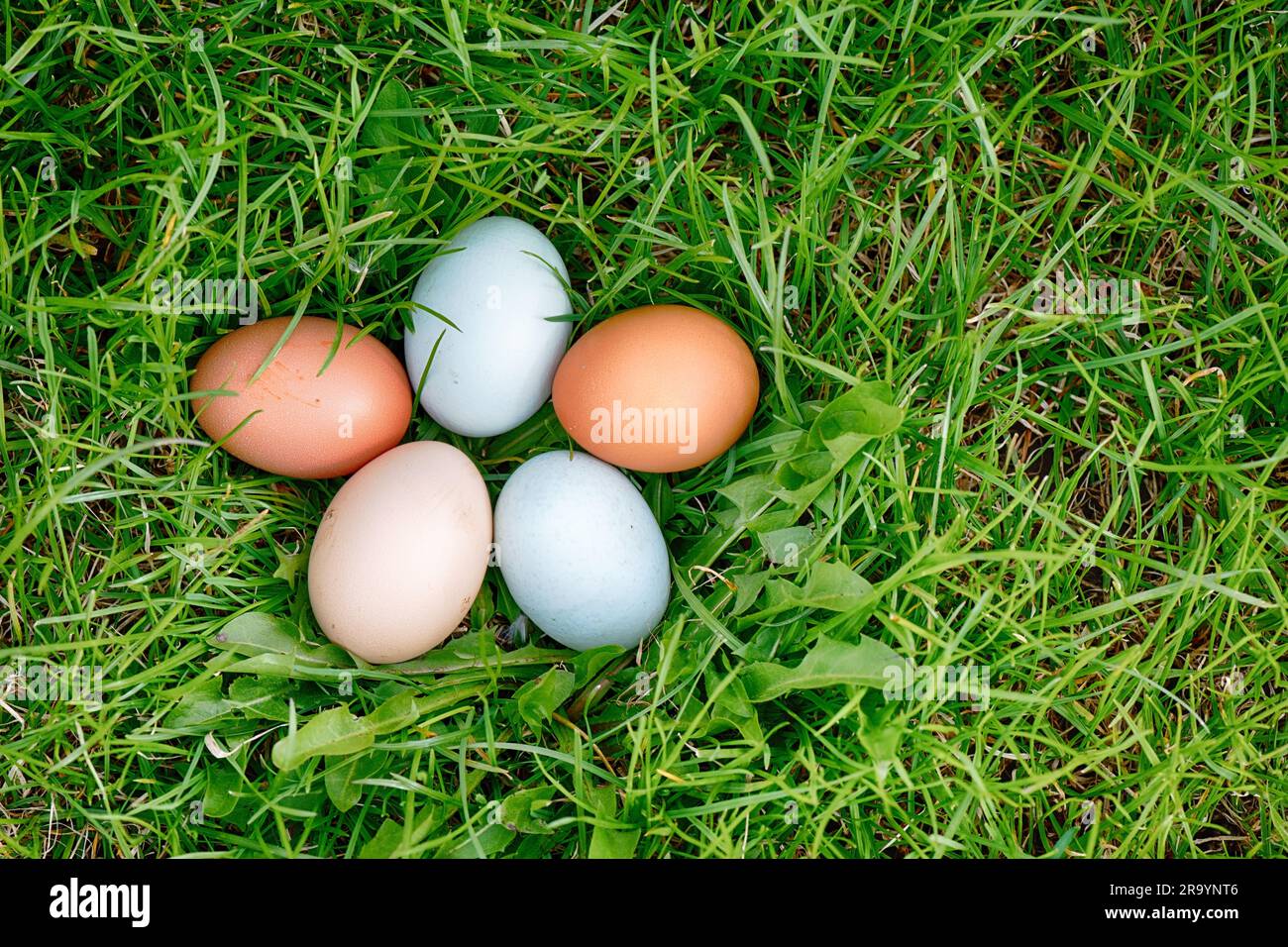 Five chicken eggs on spring green grass Stock Photo