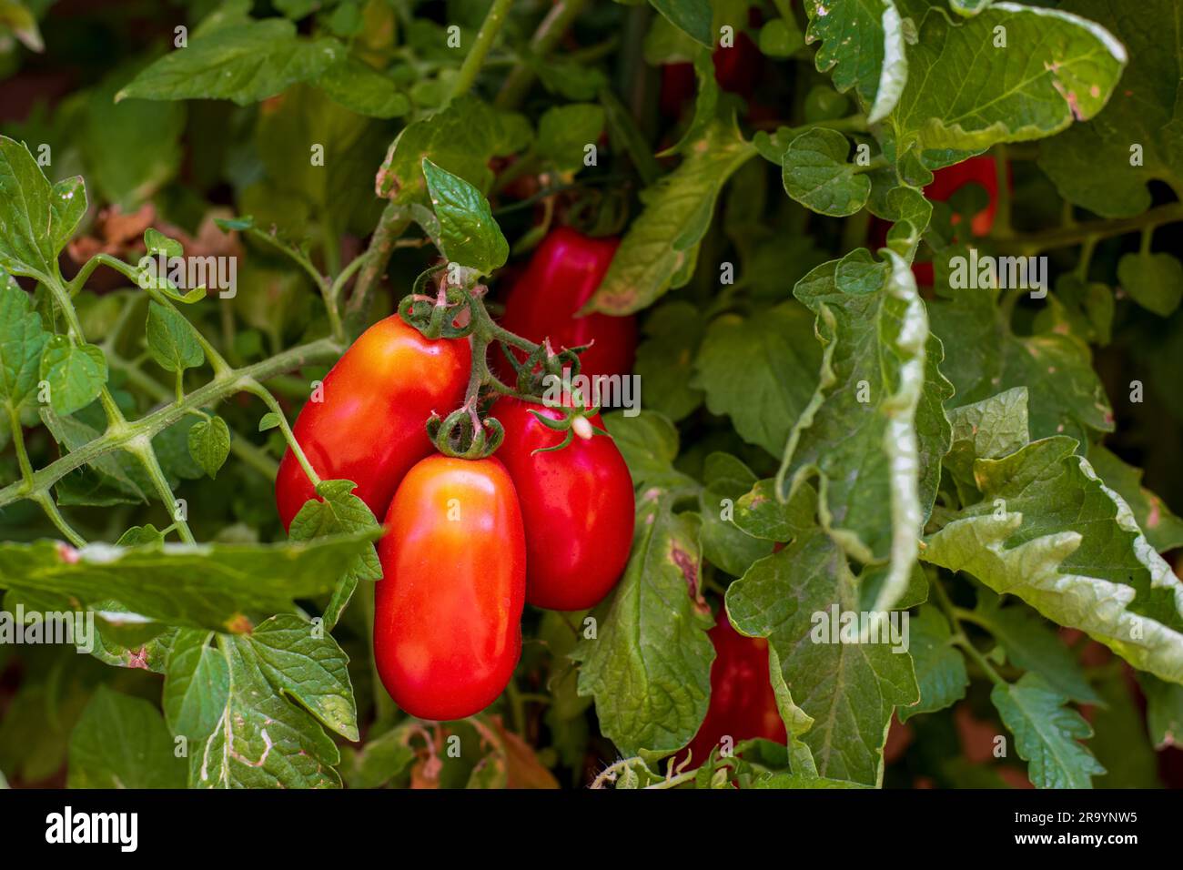 Ripe red San Marzano tomatoes. San Marzano fruit. Tomato (Solanum lycopersicum). A San Marzano tomato is a variety of plum tomato originating from the Stock Photo