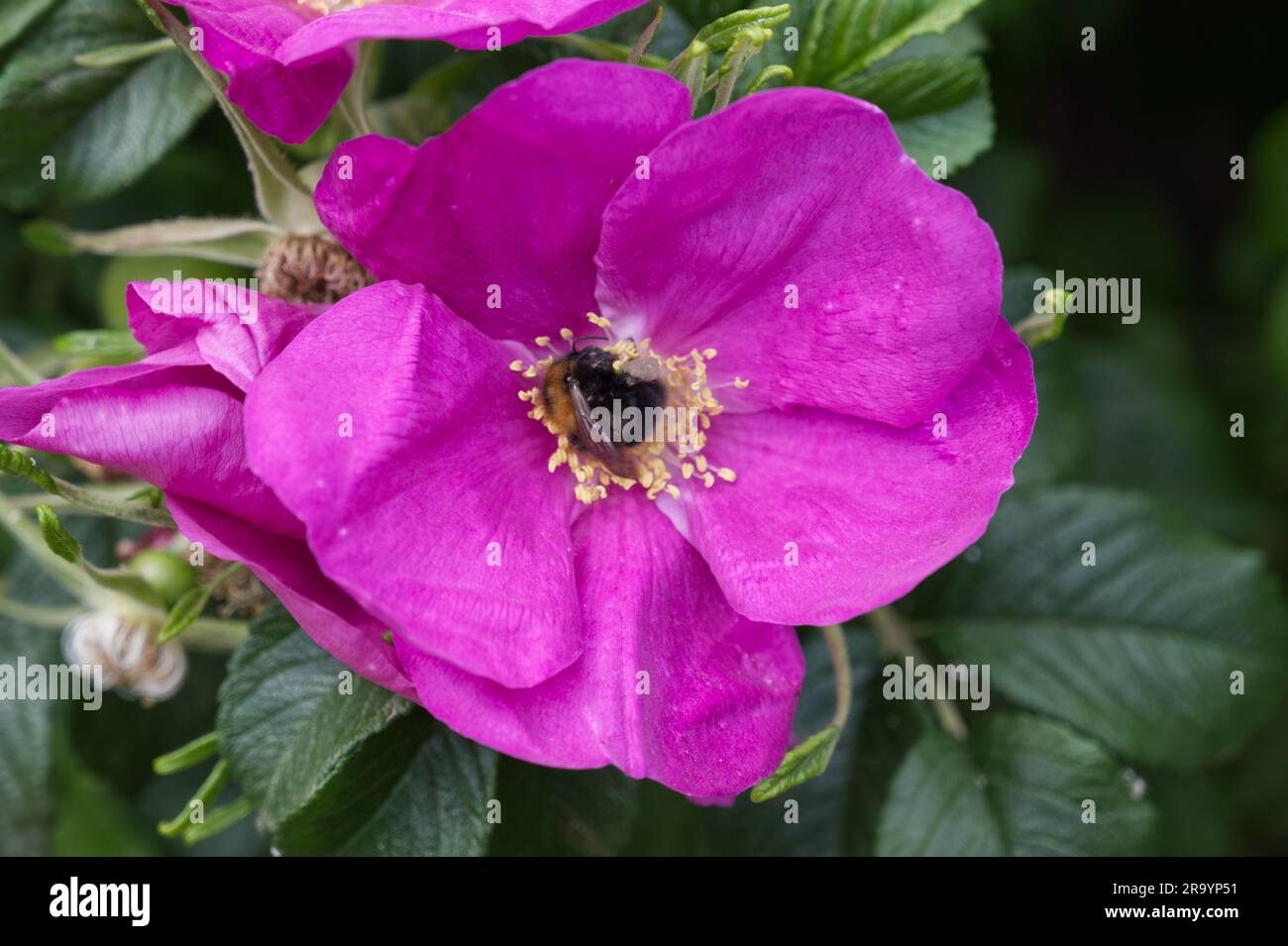 Open bright pink summer flowers of rose Rosa rugosa rubra with bee in UK garden June Stock Photo