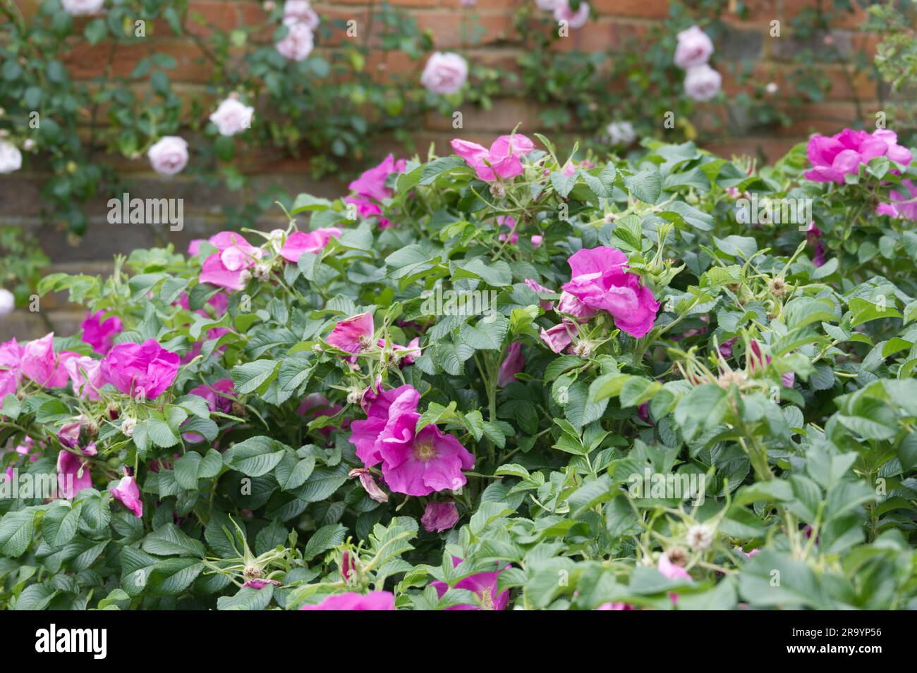 Open bright pink summer flowers of rose Rosa rugosa rubra in UK garden June Stock Photo