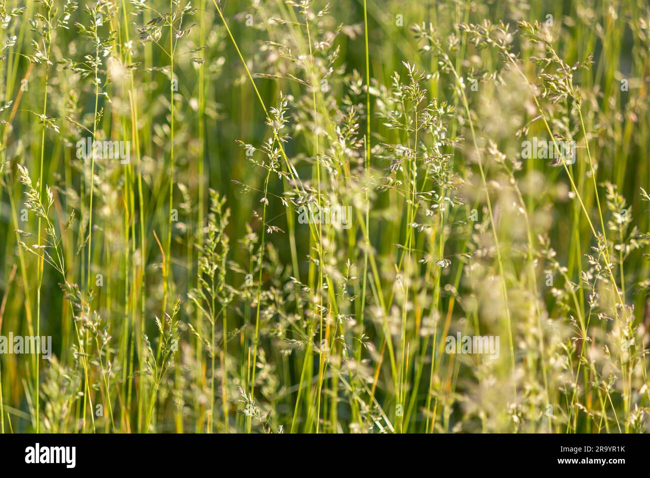 field of fresh fescue grass in daylight with selective, soft focus on the branches Stock Photo