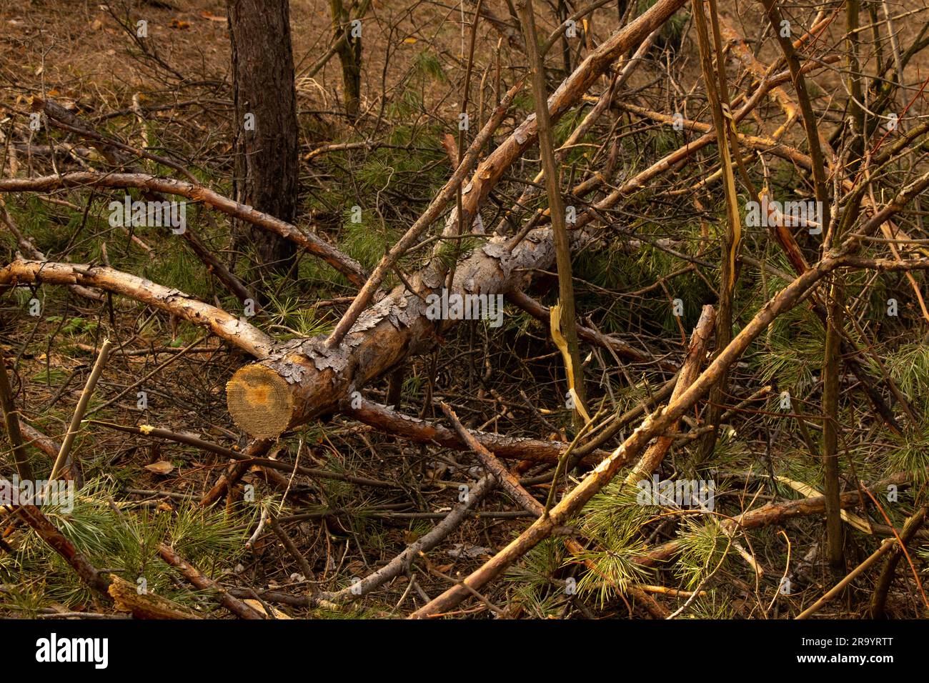 Pile broken tree branches hi-res stock photography and images - Alamy