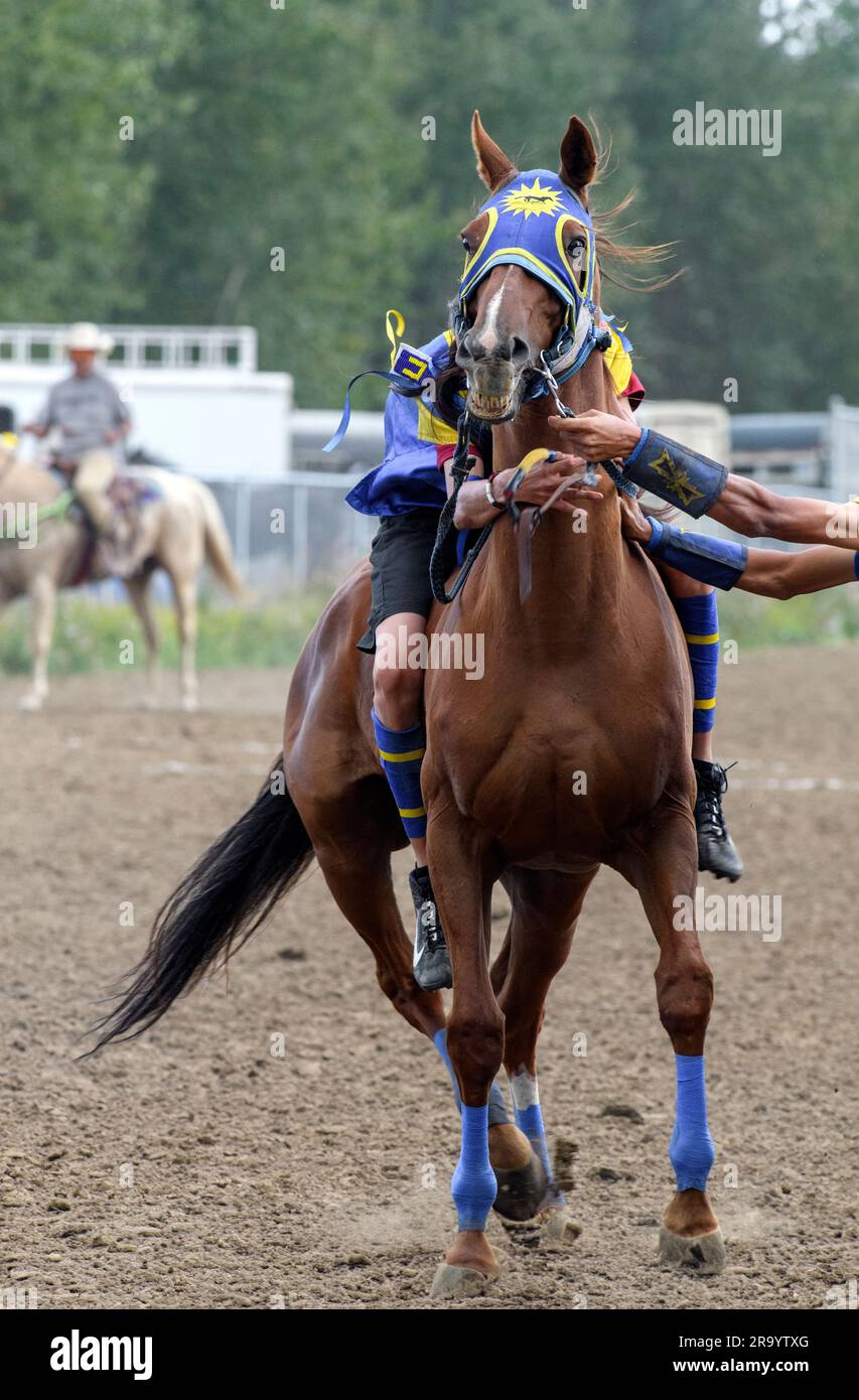 The Enoch Cree Nation Indian Relay (horse) Race. Alberta Canada Stock Photo Alamy
