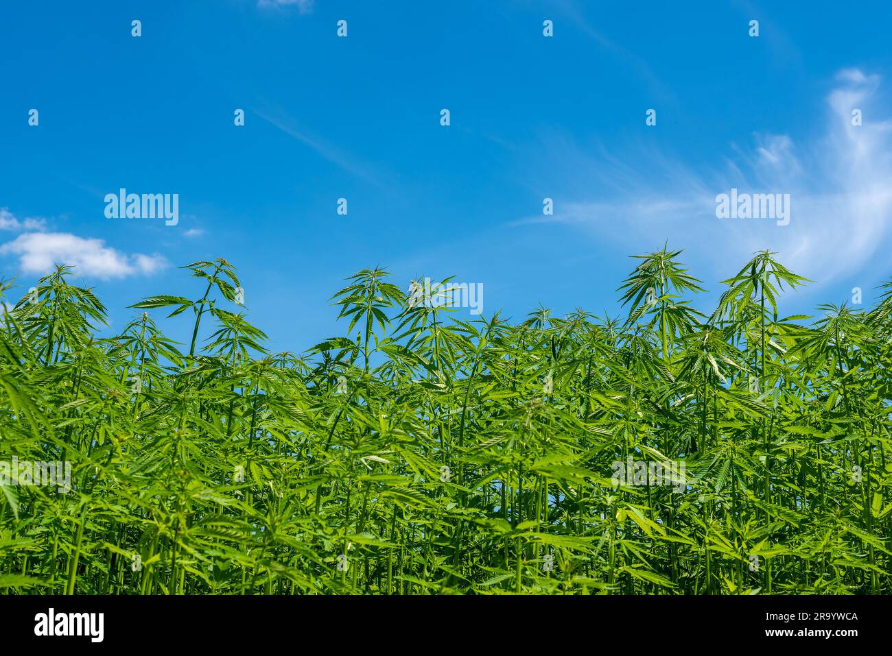 beautiful hemp leaf on a marijuana field under the blue sky with sun and clouds for legalization of medical cannabis products cbd thc illegal drug leg Stock Photo