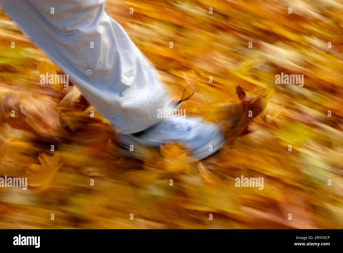 Close-up blurred shot of human leg walking on autumnal leaves Stock Photo