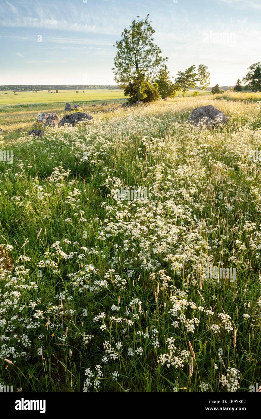 View of a summer meadow at the Linnaeus's Hammarby in Uppsala, Sweden. Stock Photo