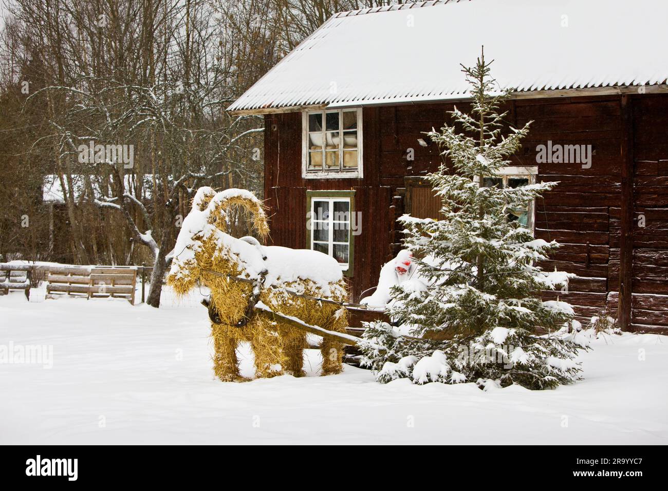 Christmas yule goat with sleigh by Christmas tree covered in snow in front of a house Stock