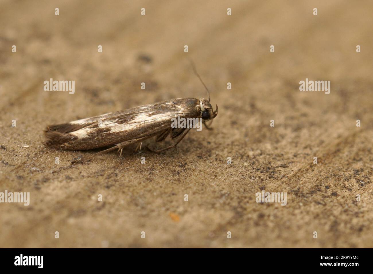Detailed closeup on the small goosefoot owlet, chenopodium scythris moth , Scythris limbella sitting on wood Stock Photo