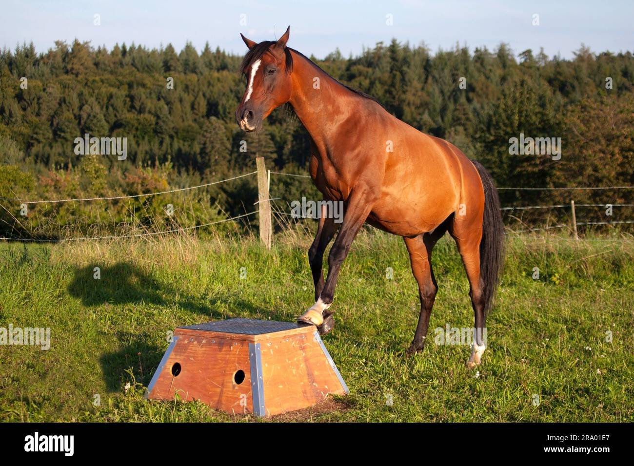 Horse trick training at Podium. Horse trail working Stock Photo Alamy