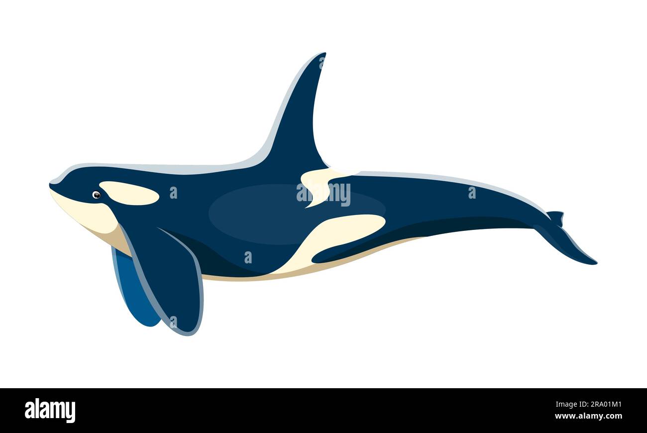 Killer whale animal character. Isolated cartoon vector orca, majestic marine mammal with distinct black and white markings. Agile, powerful, and intelligent top predator in the ocean Stock Vector