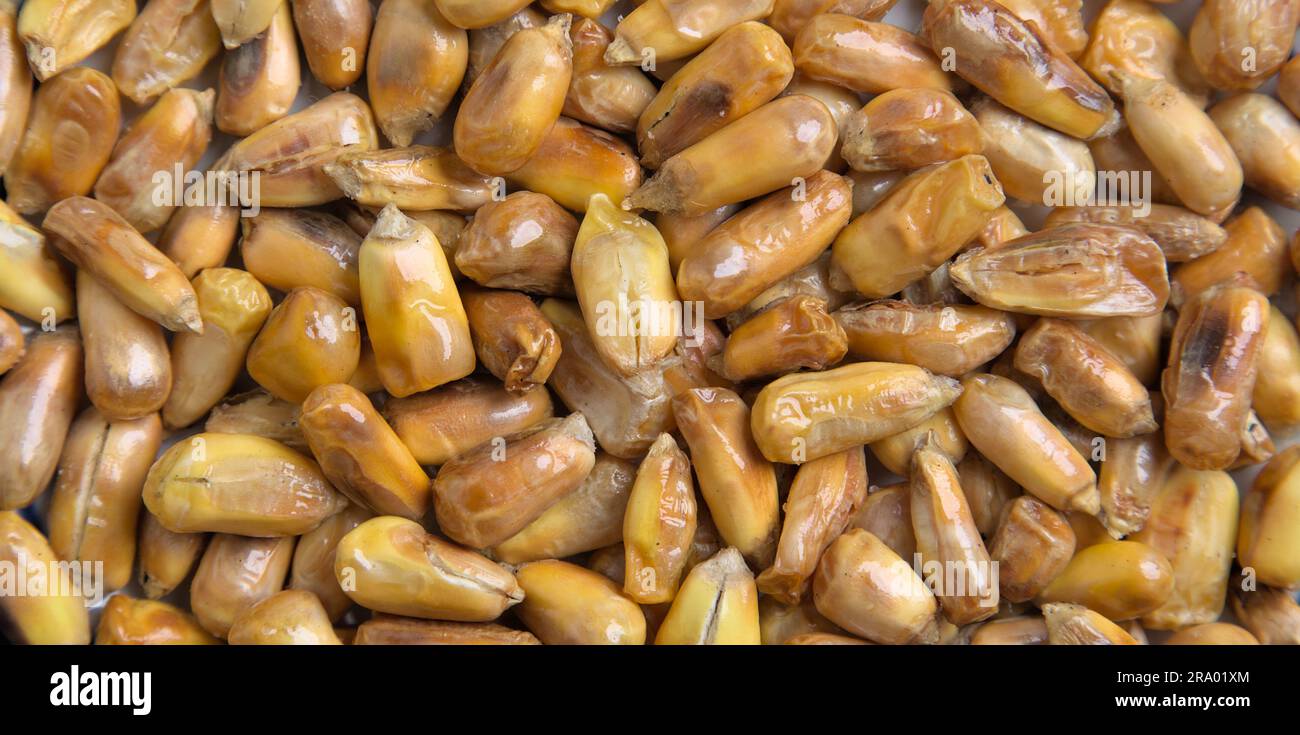 Peruvian chulpe corn kernels (raw roasted cancha nuts) for ceviche or cebiche (fried popcorn, maiz, cuzco, maize, toasted ancient grains) cooked produ Stock Photo