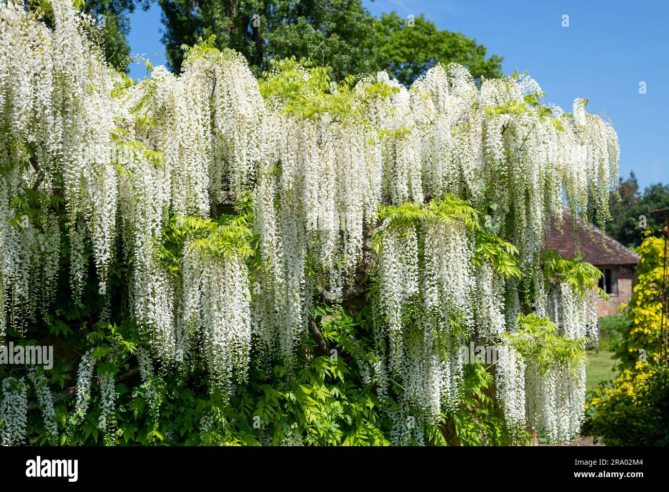 White wisteria flowers in bloom Stock Photo Alamy