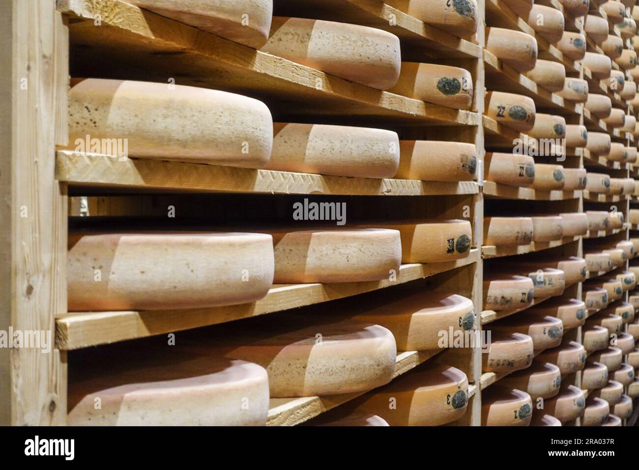 Comté cheese maturing in the cellars of Fort Saint-Antoine, near Pontarlier, Franche-Comté, France Stock Photo