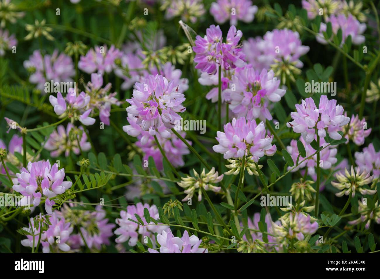 Securigera varia (synonym Coronilla varia), commonly known as crownvetch or purple crown vetch Stock Photo