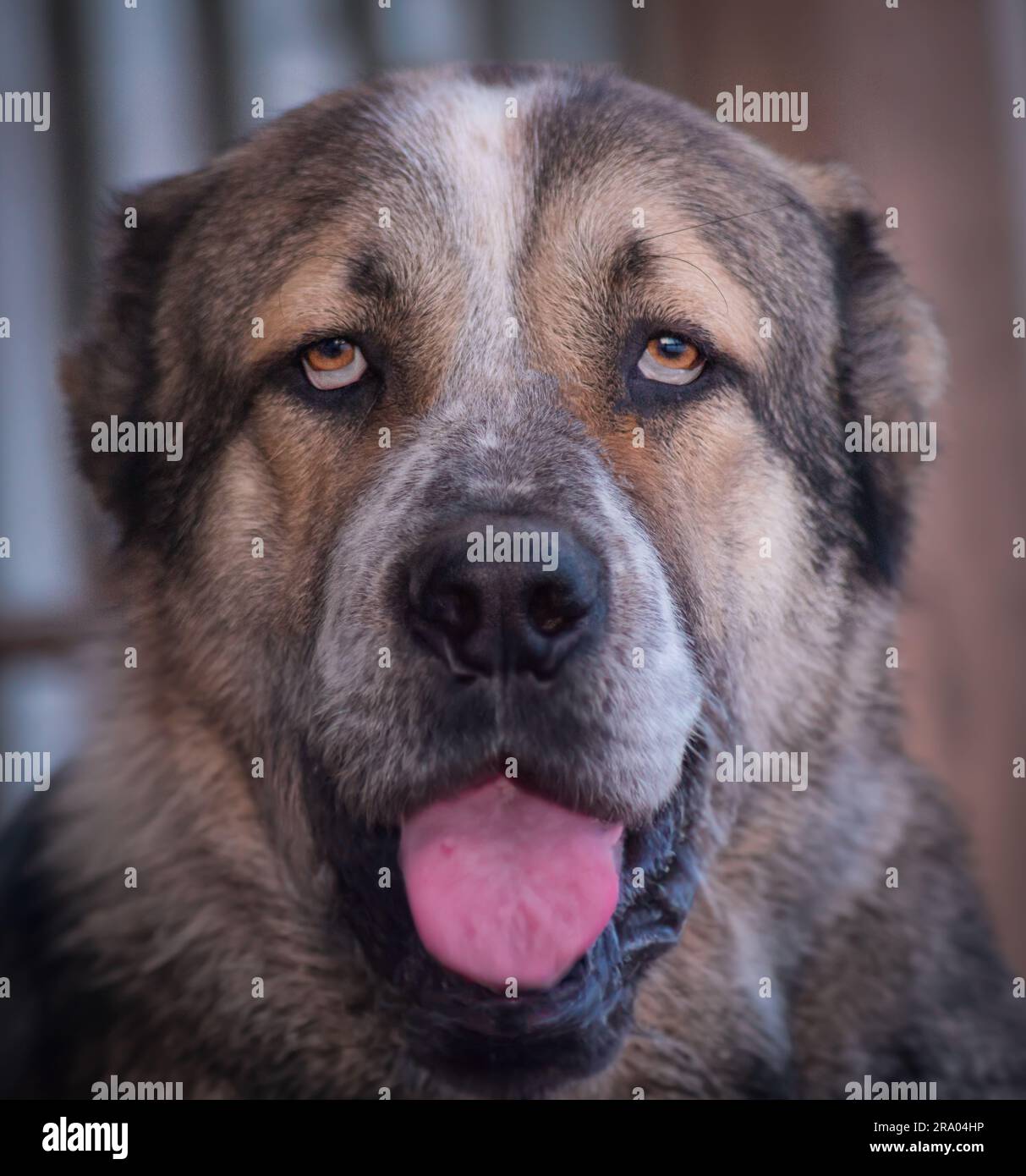 Front view of Alabay Turkmen dog. The appearance of the tongue of the Alabay dog Stock Photo
