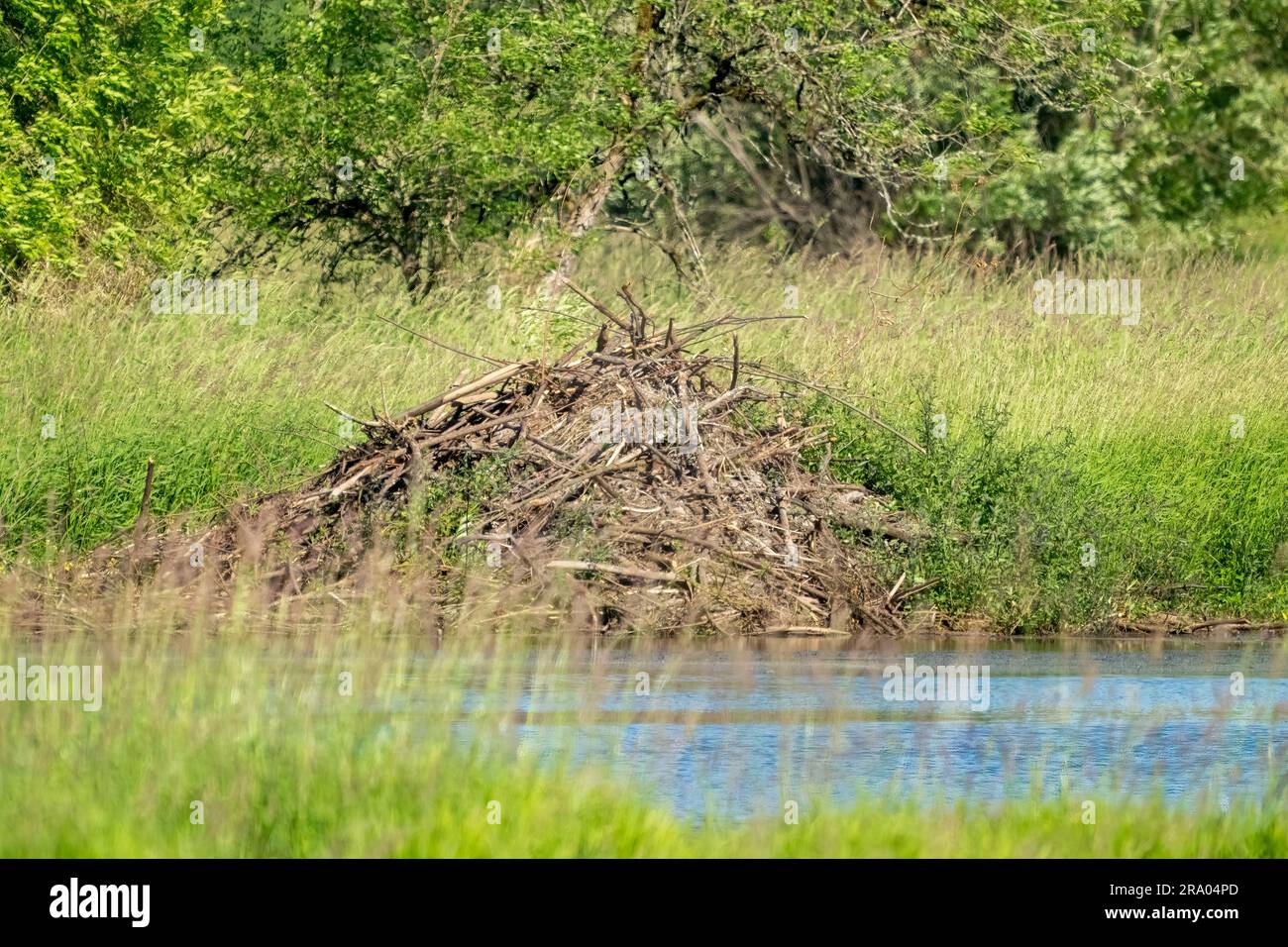 American Beaver Lodge Hi res Stock Photography And Images Alamy