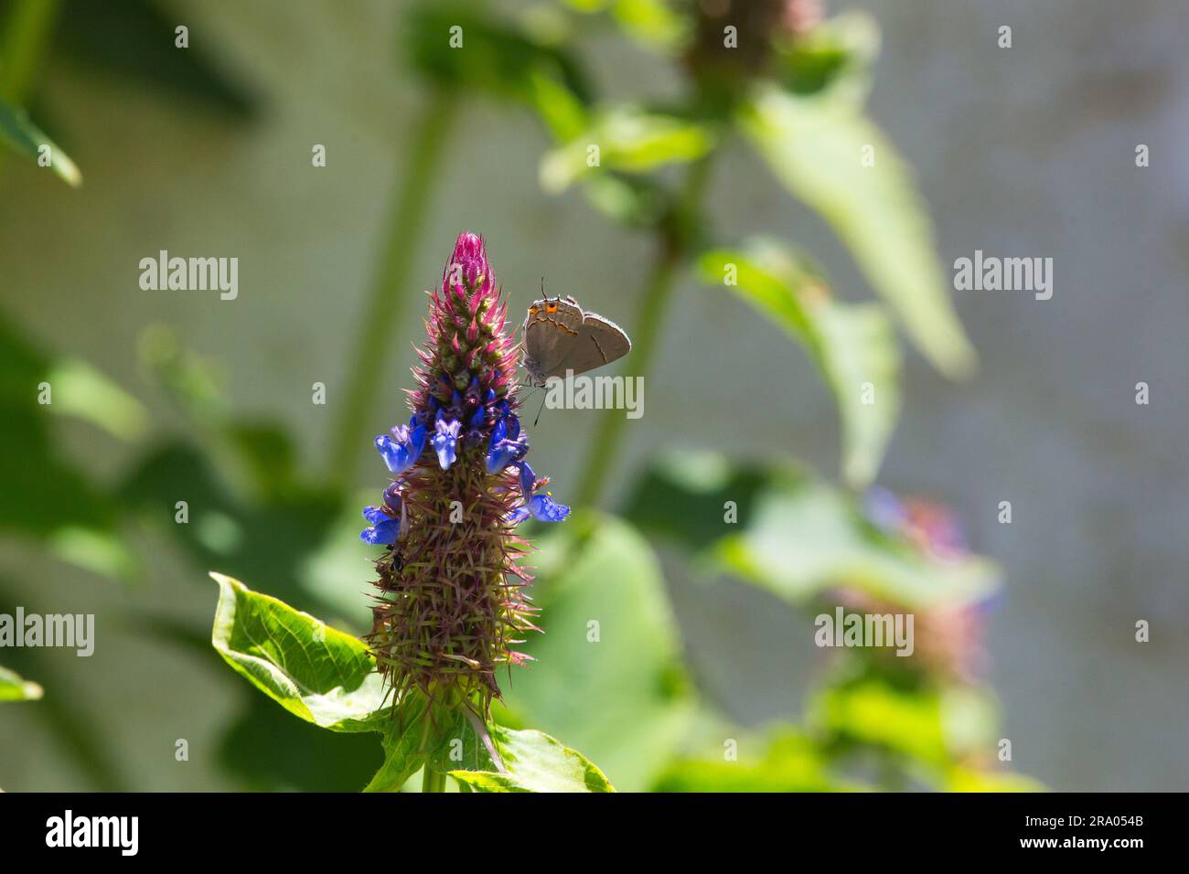 Gray Hairstreak butterfly ,Strymon melinus on Blue Witches Hat flower (Pycnostachys urticifolia) in a California garden, 24/06/2023 USA Stock Photo