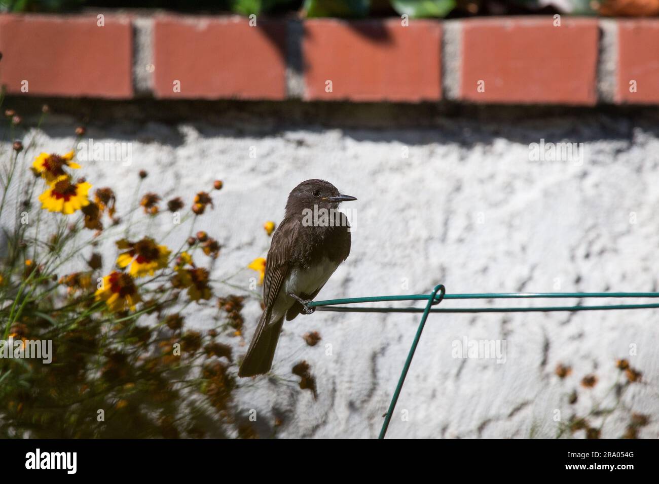 'Black Phoebe flycatcher' ' Sayornis nigricans ' perched in a backyard Southern California ; USA 24th June 2023 Stock Photo