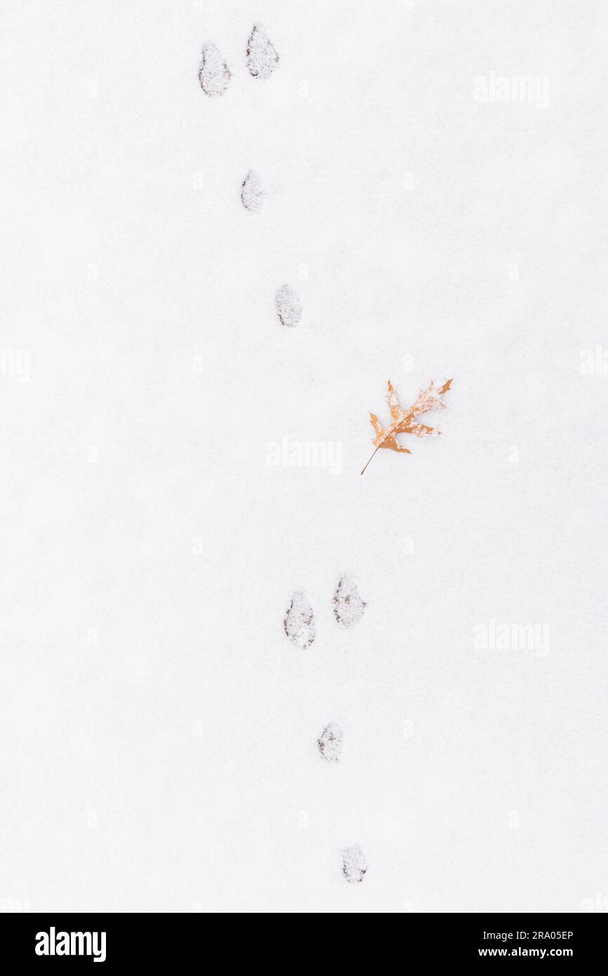 Cottontail rabbit tracks in snow (Sylvilagus floridanus) Eastern North