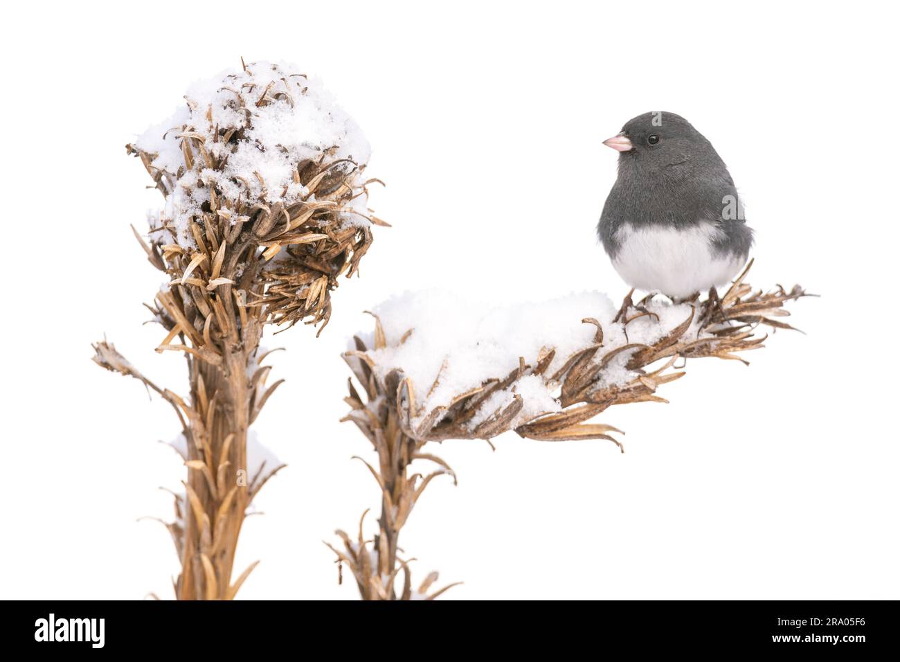 Dark-eyed junco (Junco hyemalis) perched on snow-covered vegetation, Eastern North America, by Dominique Braud/Dembinsky Photo Assoc Stock Photo