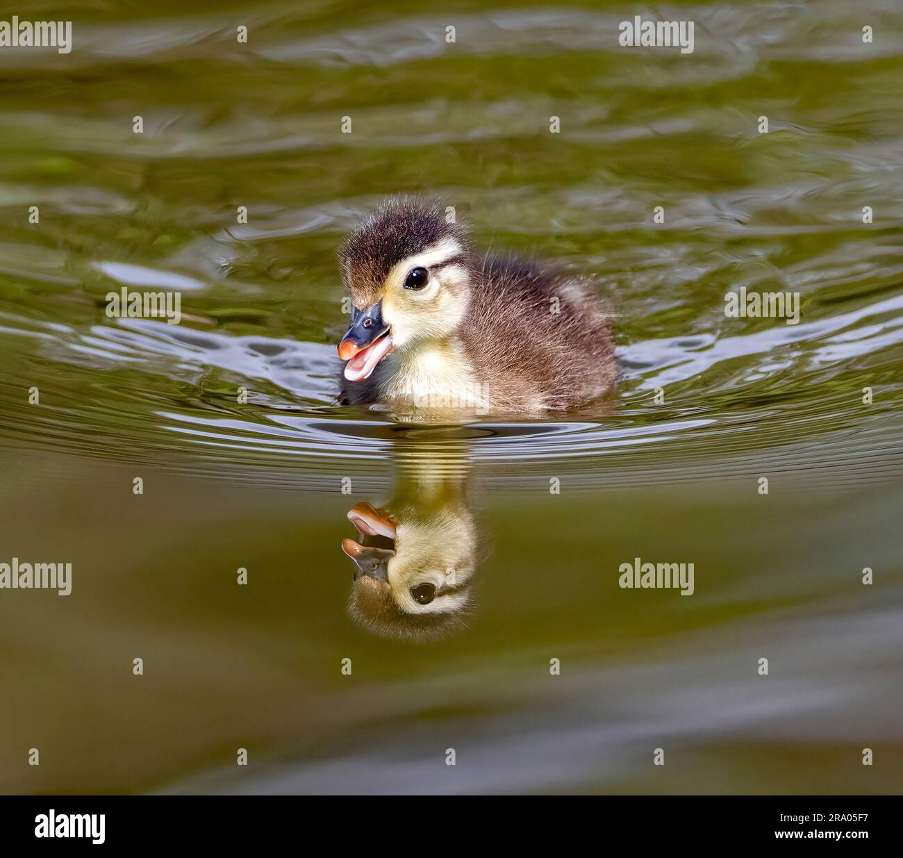 Baby Wood Duck swimming towards the viewer with its bill open and its head perfectly reflected in lake waters below. Stock Photo