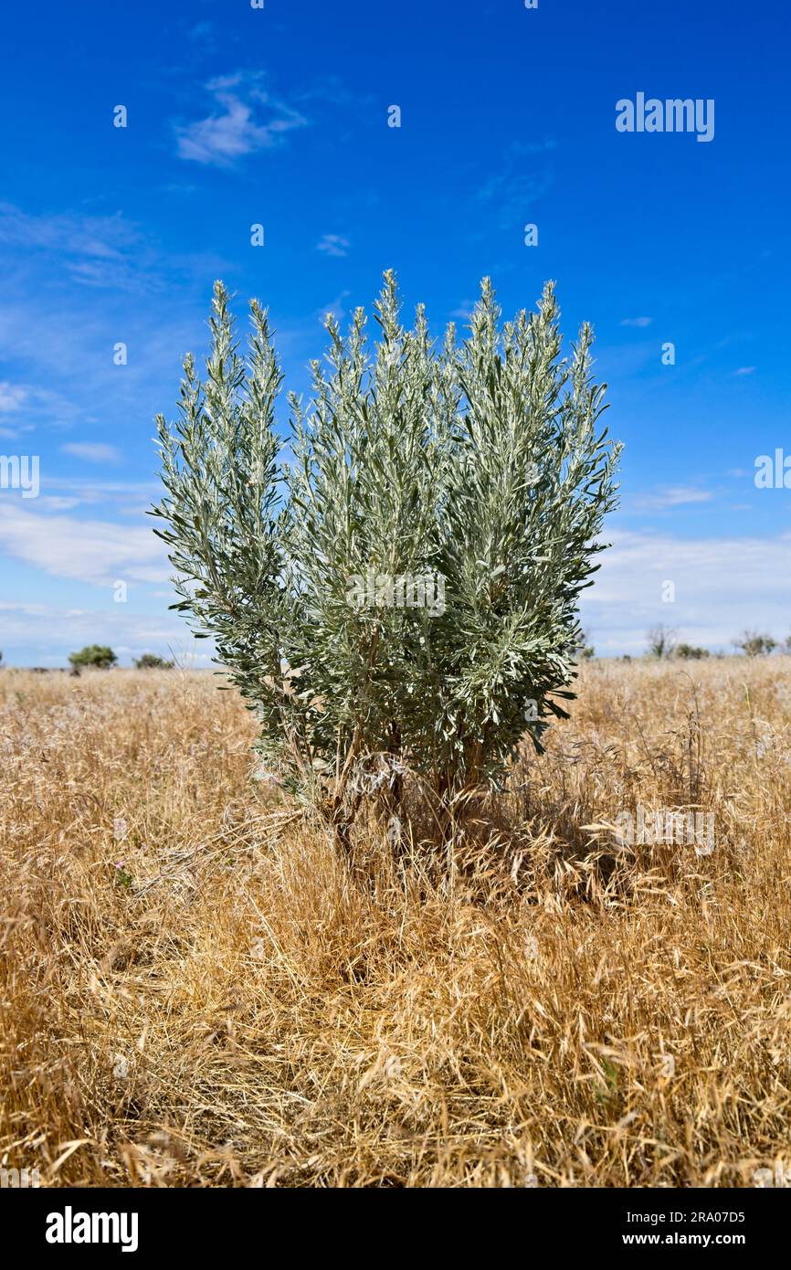 A small green plants grows out of the field of dried grass near Hagerman, Idaho. Stock Photo