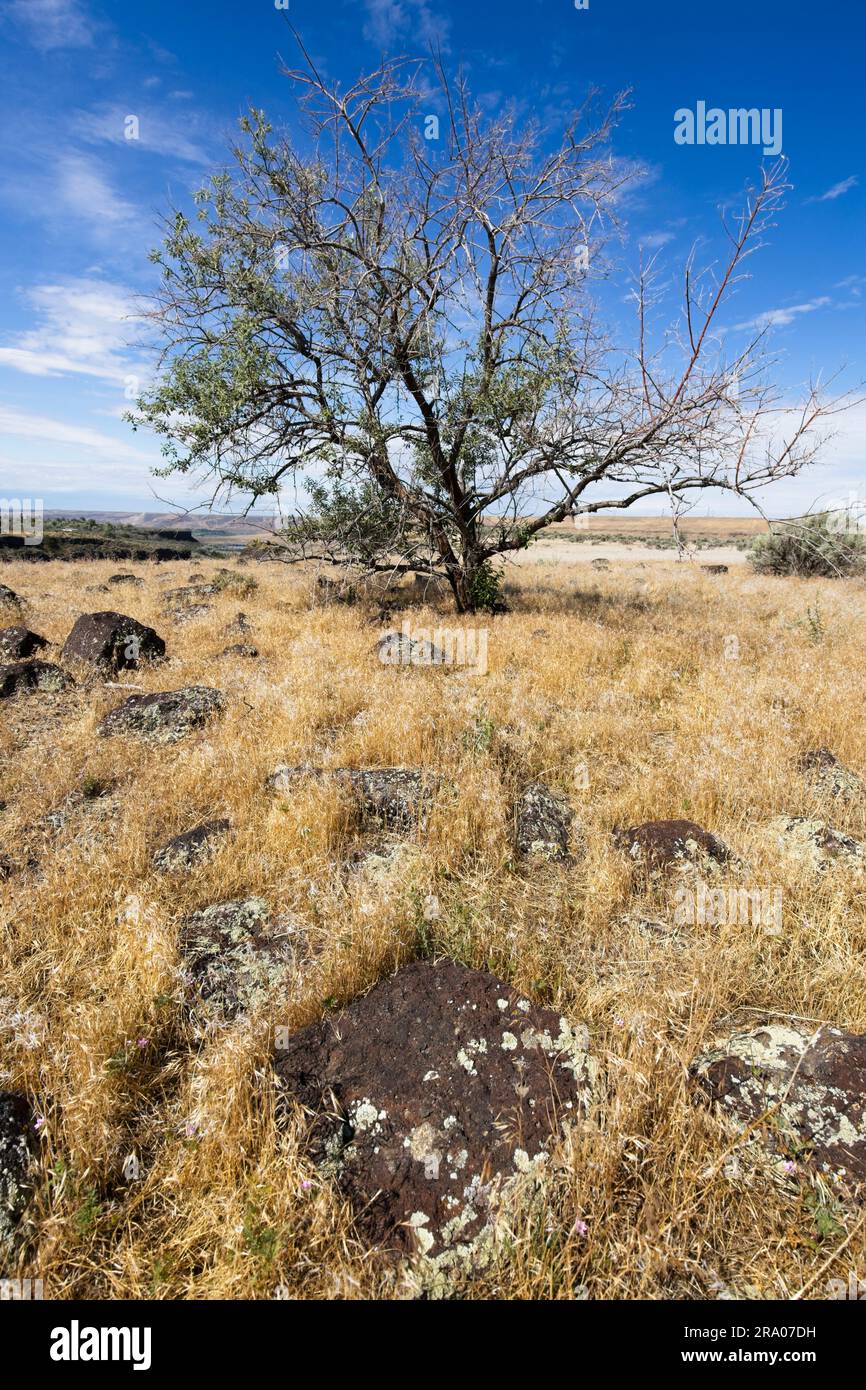 A small tree stands under a bright blue sky in a field of dry grass layered with rocks near Hagerman, Idaho. Stock Photo