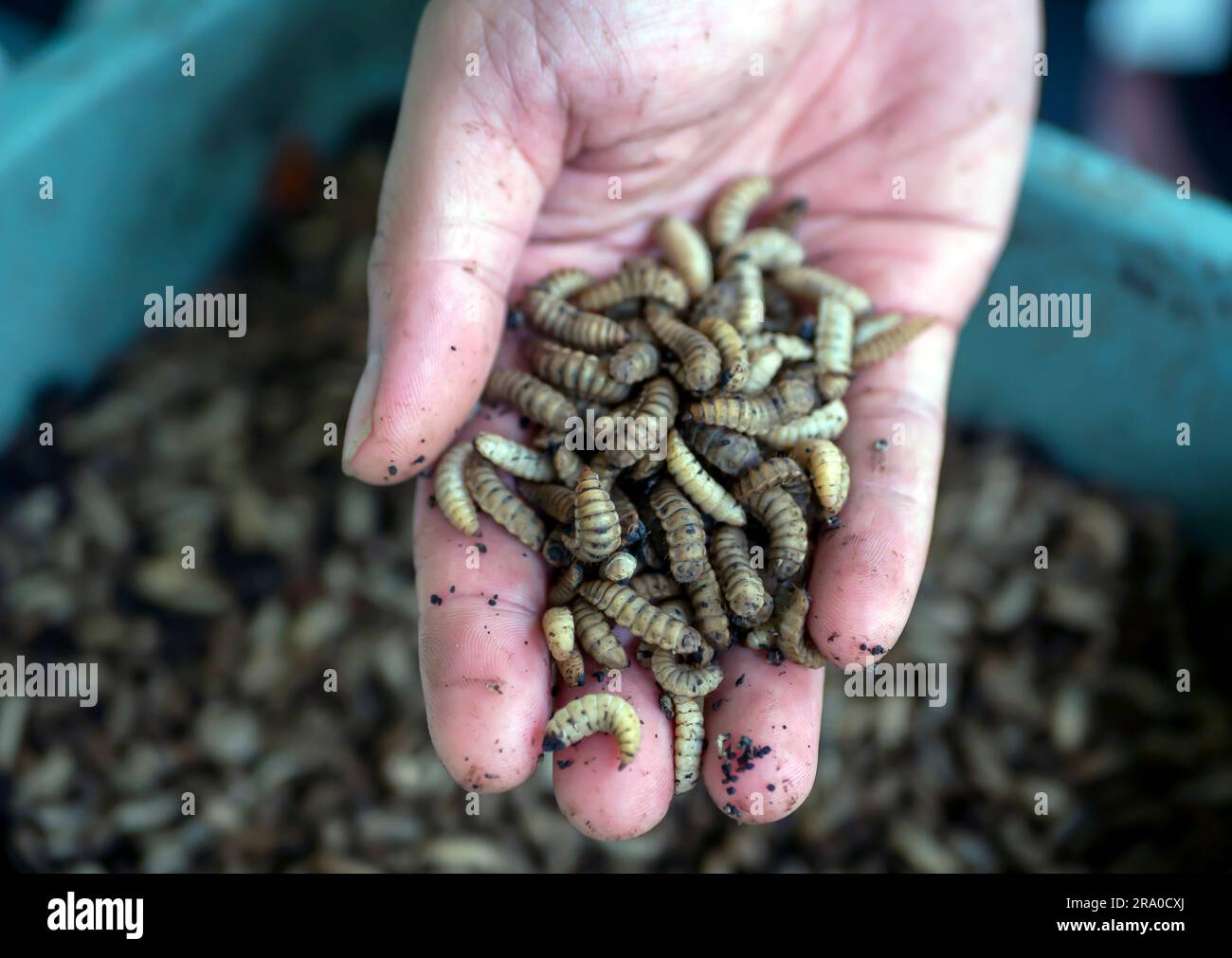 Close up of Black soldier fly (BSF) larvae or maggot on a palm of hand, Hermetia Illucens  insect farms for fish and poultry feed Stock Photo